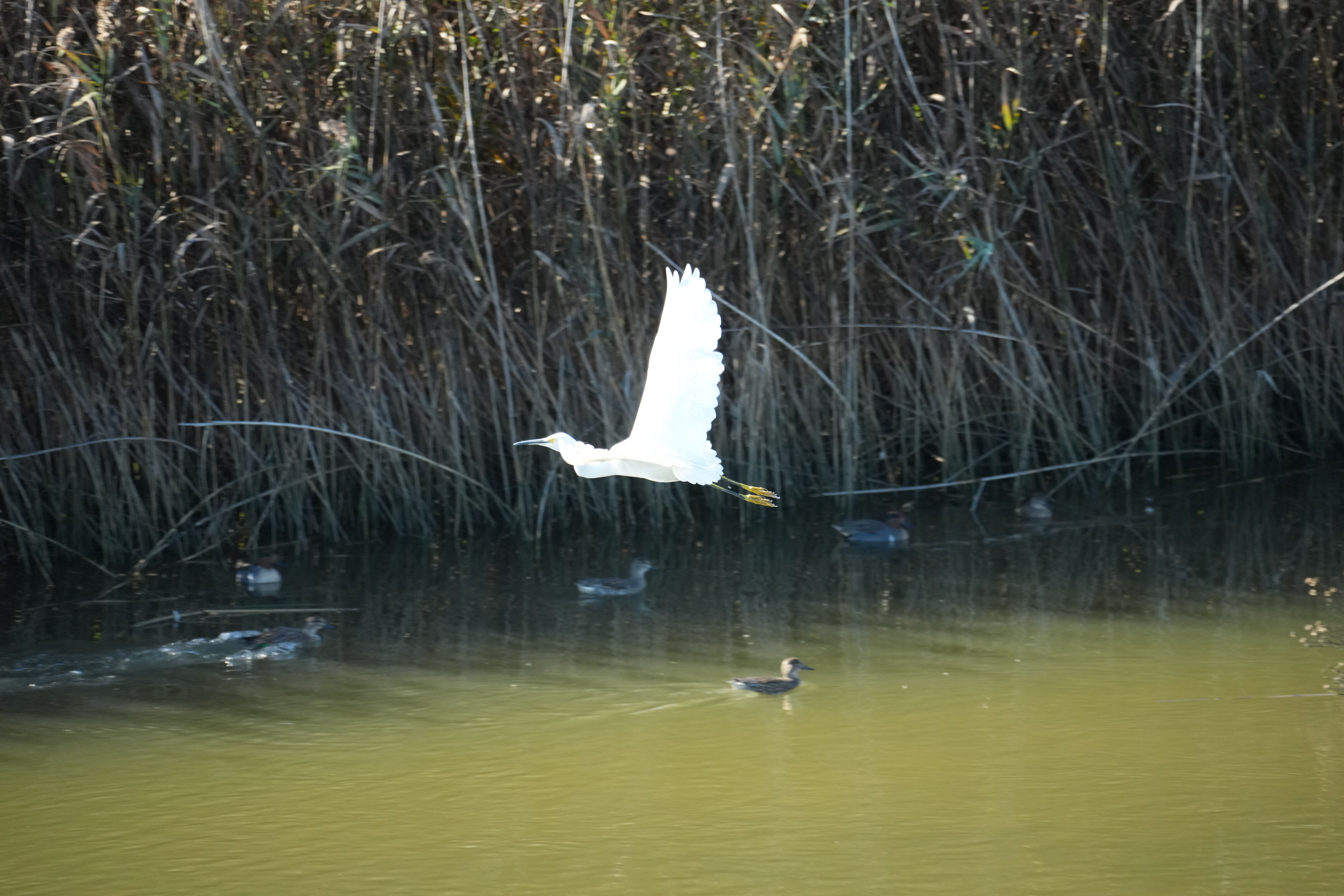 Lower Guadalupe River Trail North