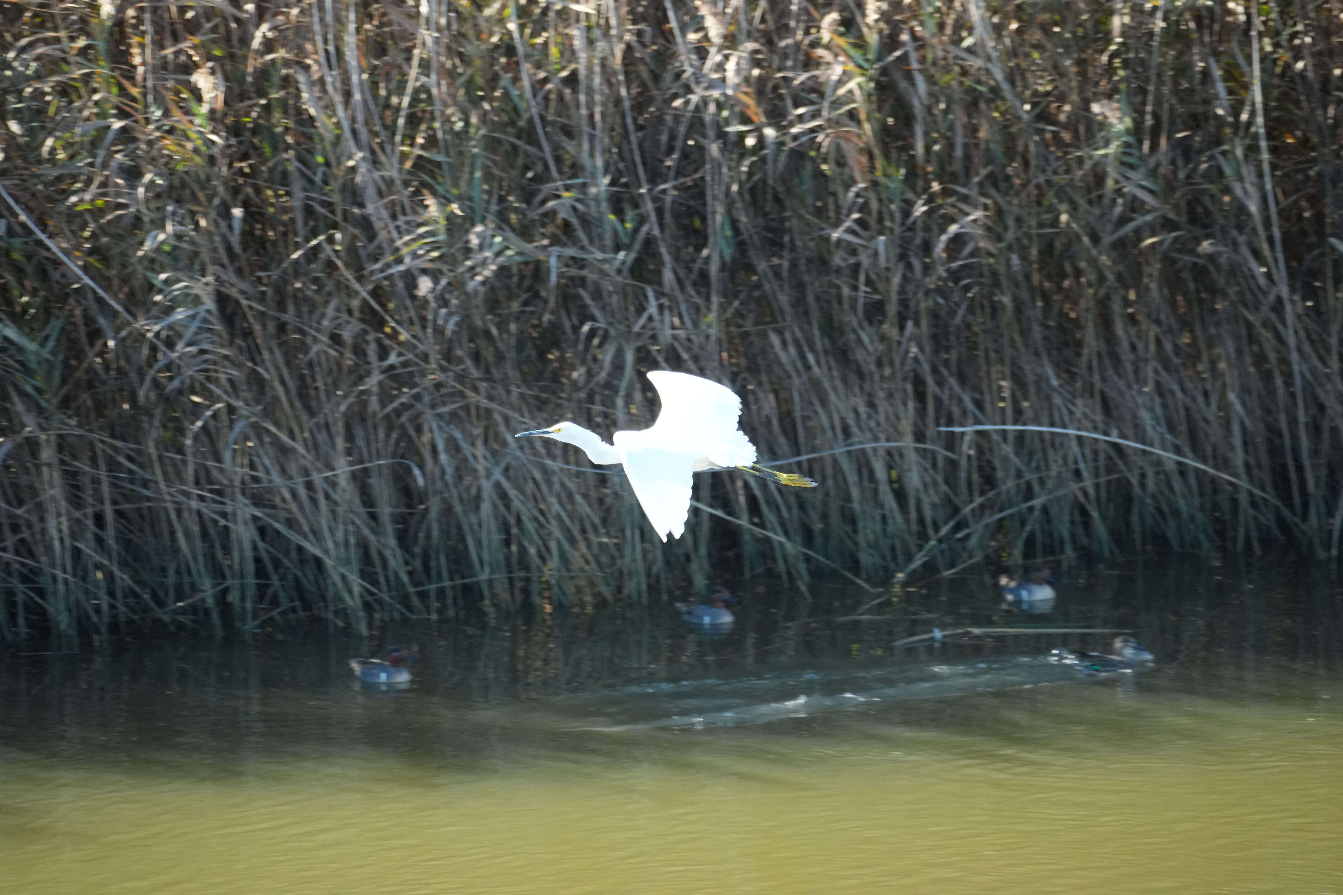 Lower Guadalupe River Trail North