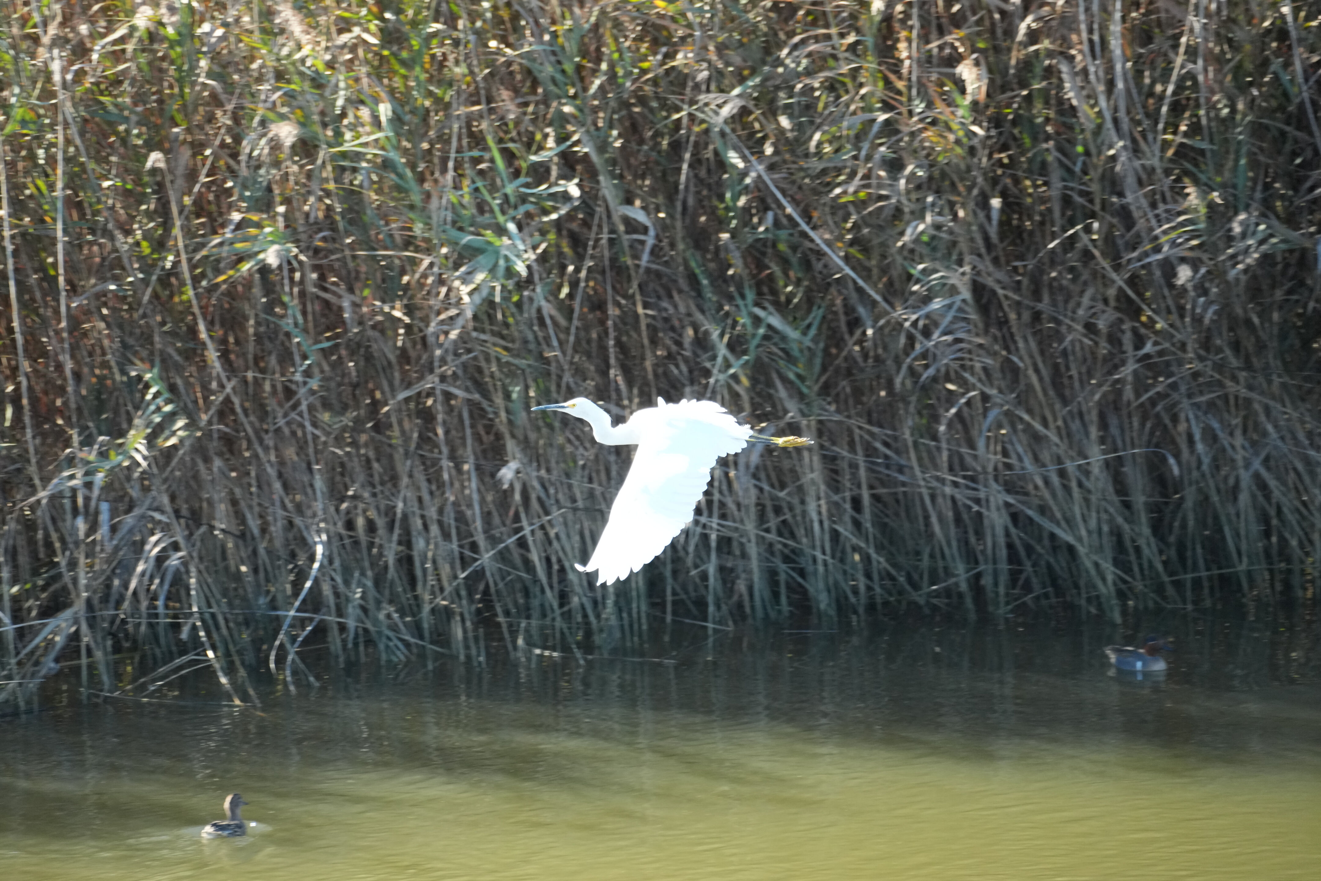 Lower Guadalupe River Trail North