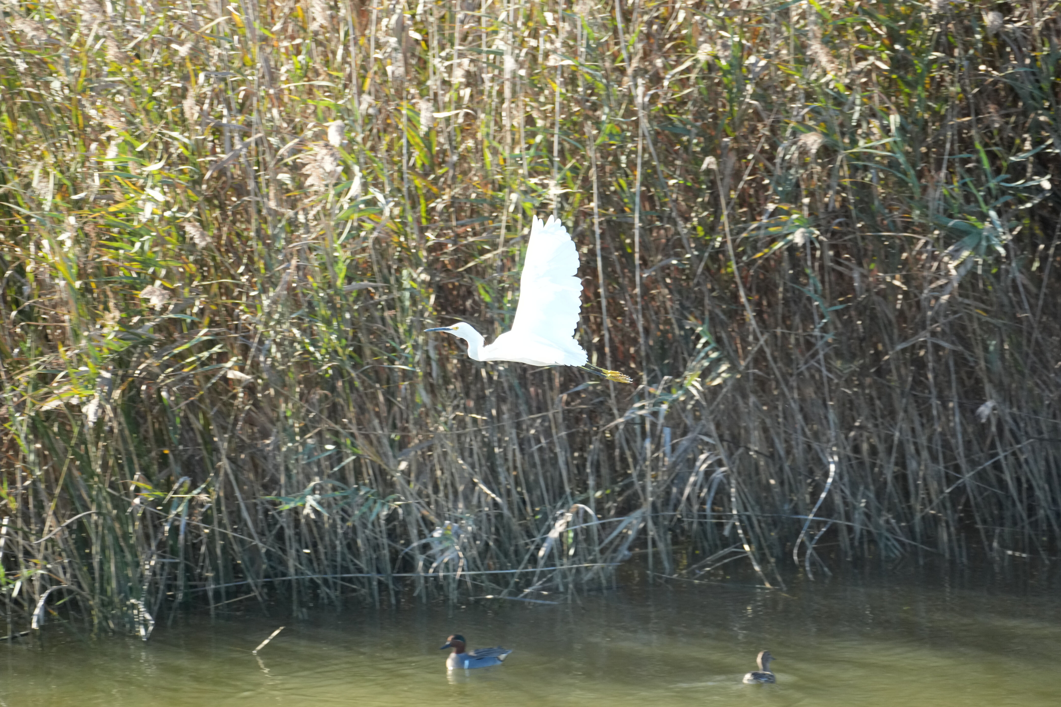 Lower Guadalupe River Trail North