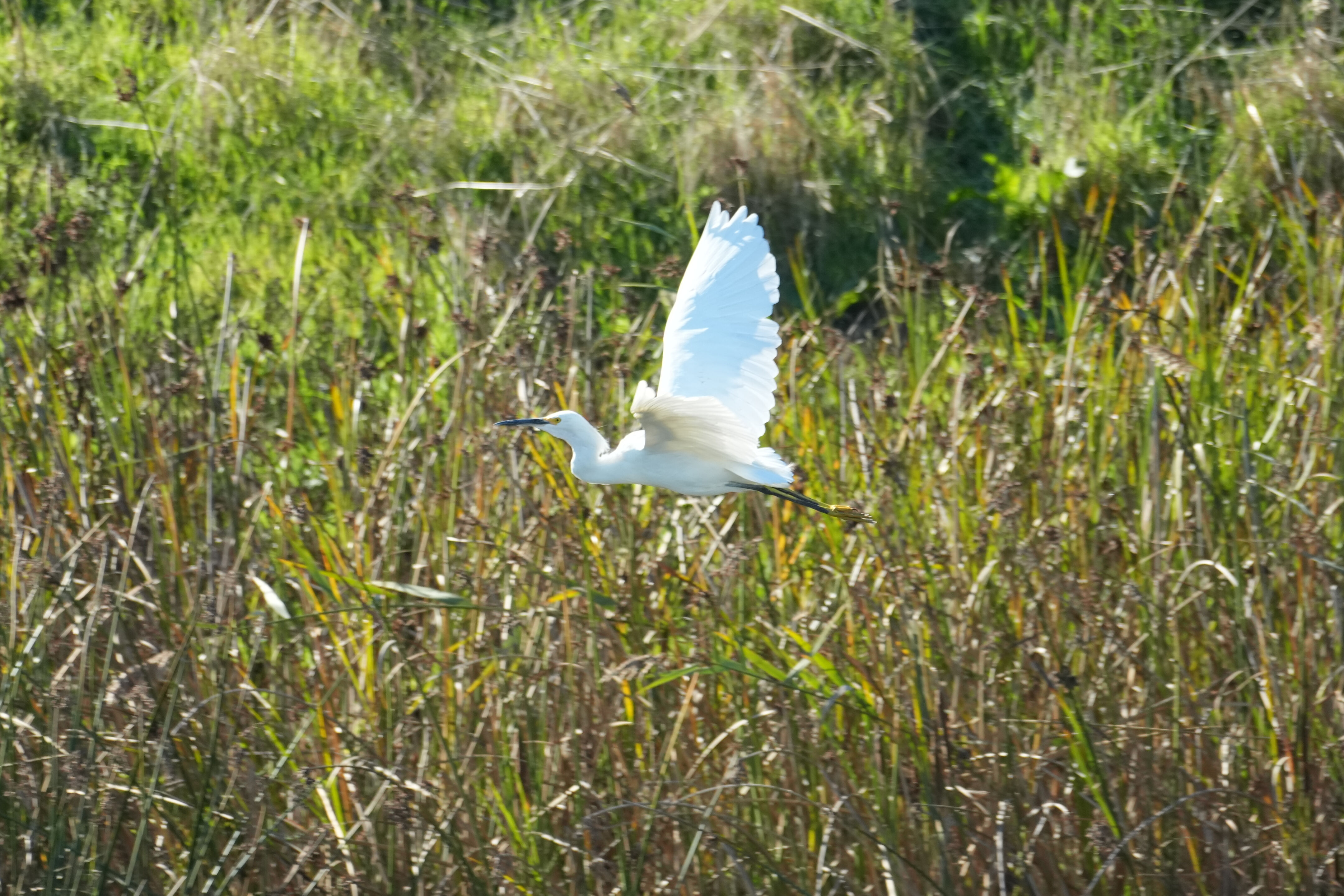 Lower Guadalupe River Trail North
