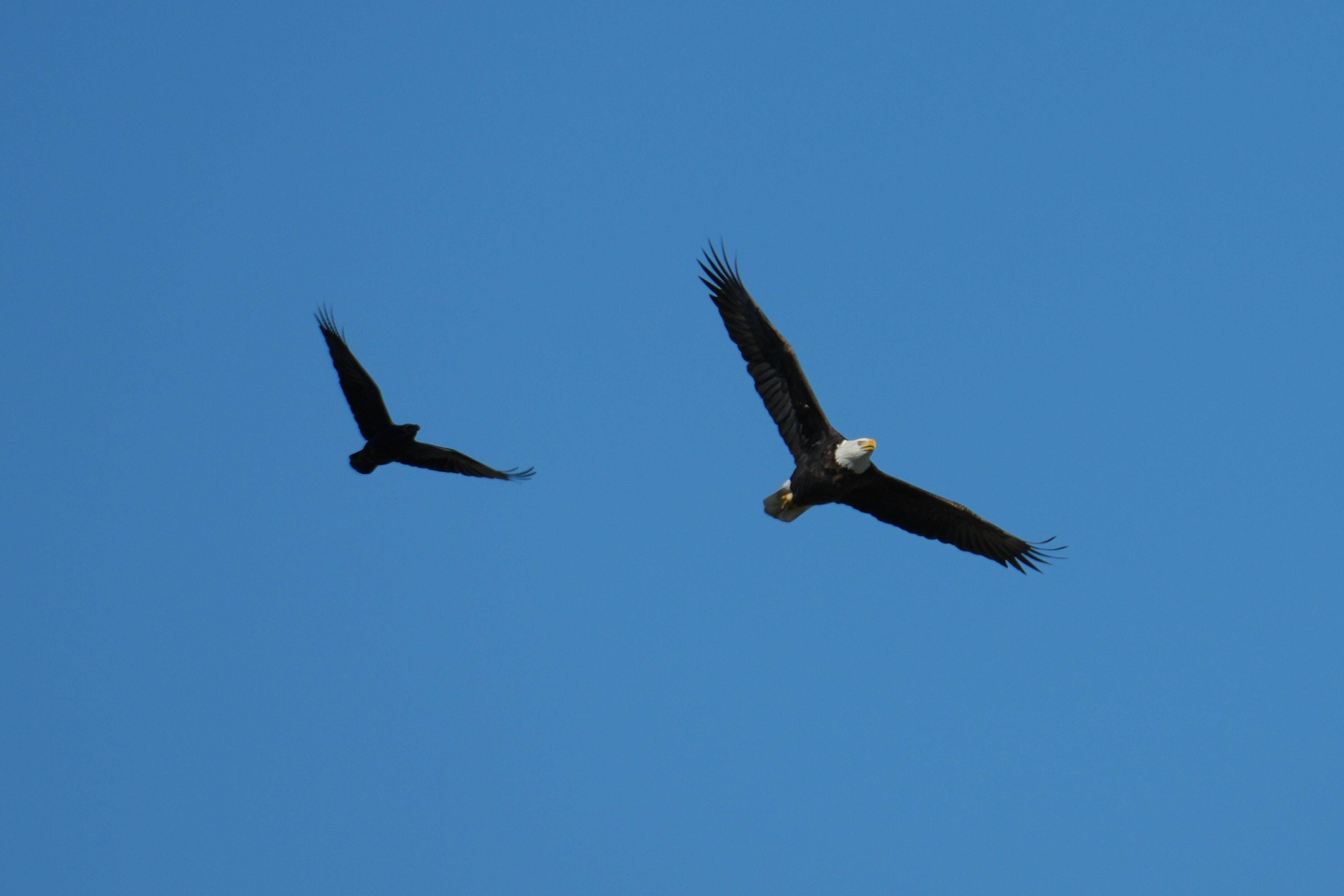 Lower Guadalupe River Trail North