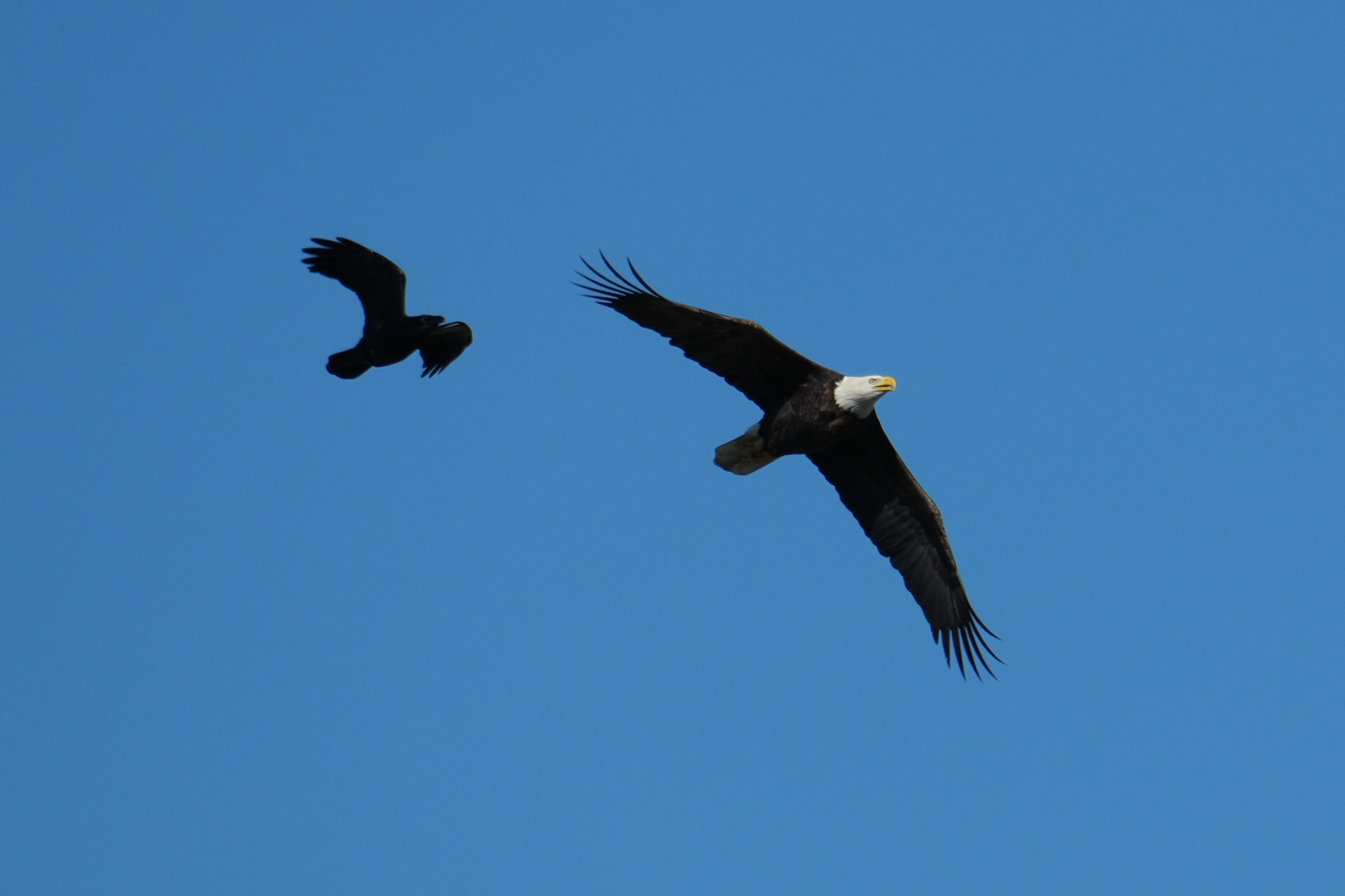Lower Guadalupe River Trail North