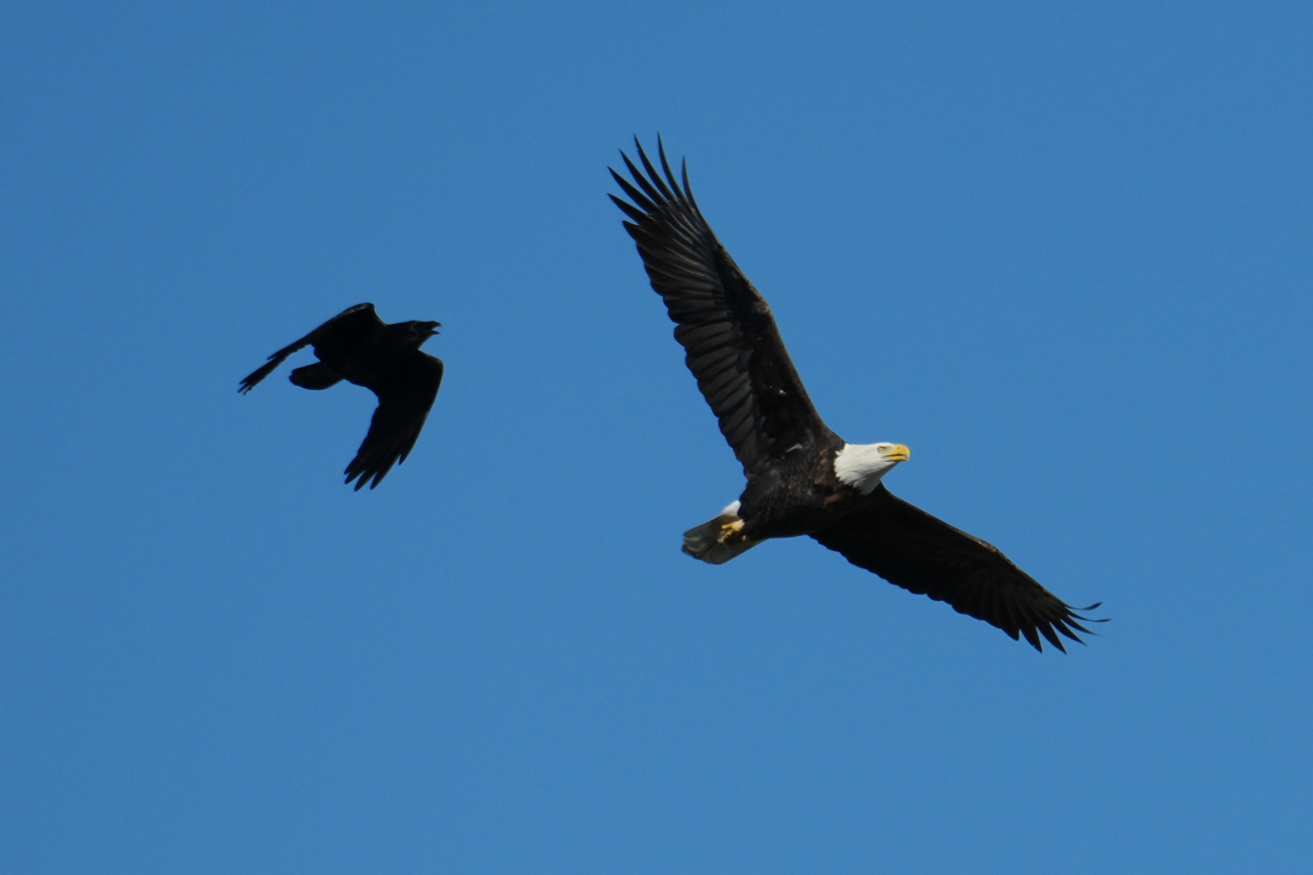 Lower Guadalupe River Trail North
