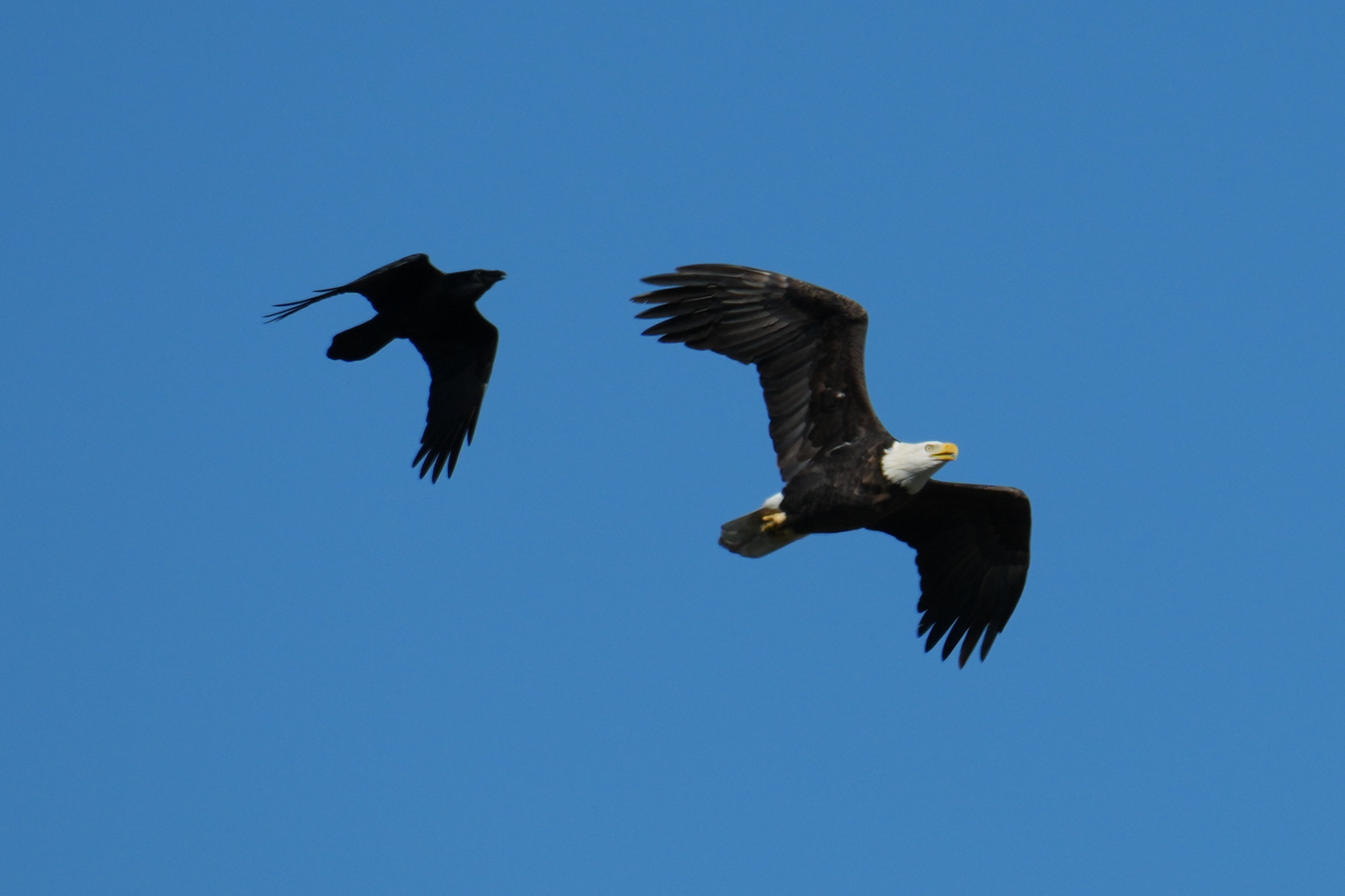 Lower Guadalupe River Trail North