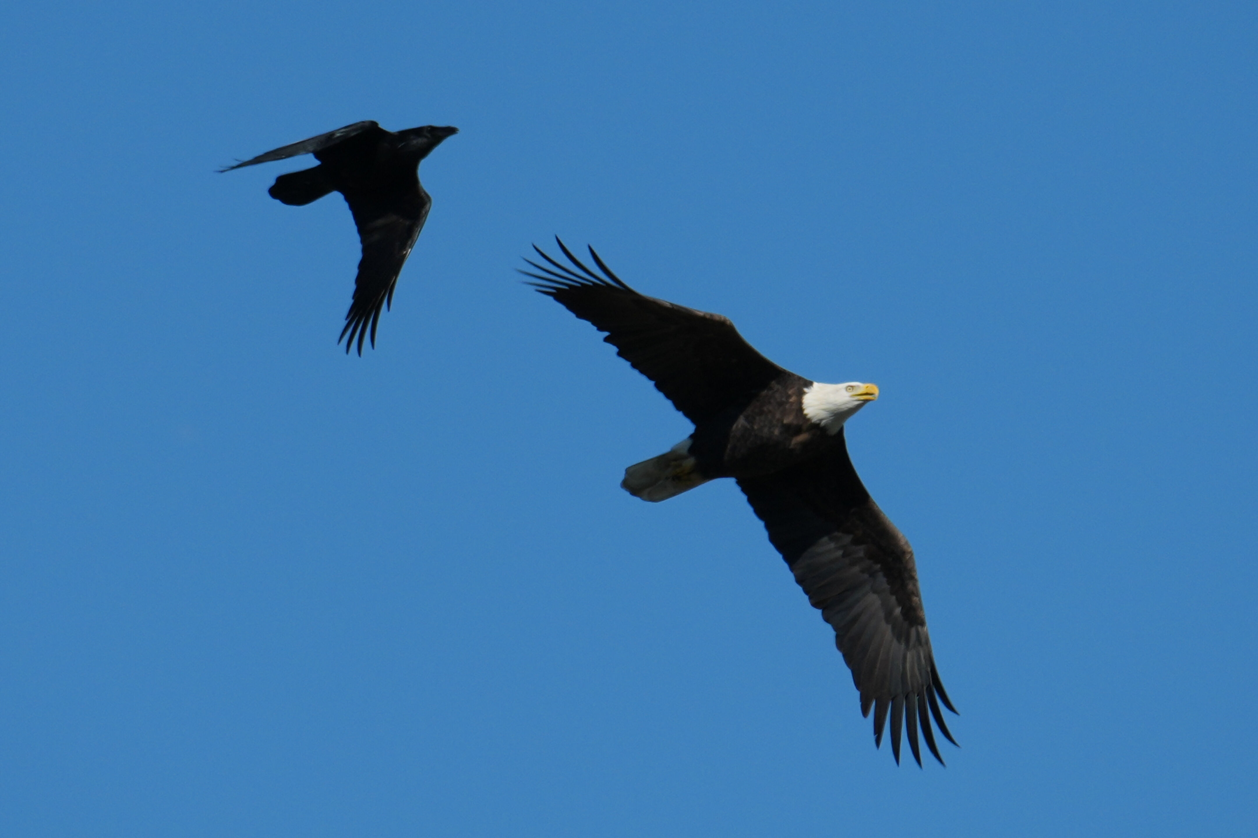 Lower Guadalupe River Trail North