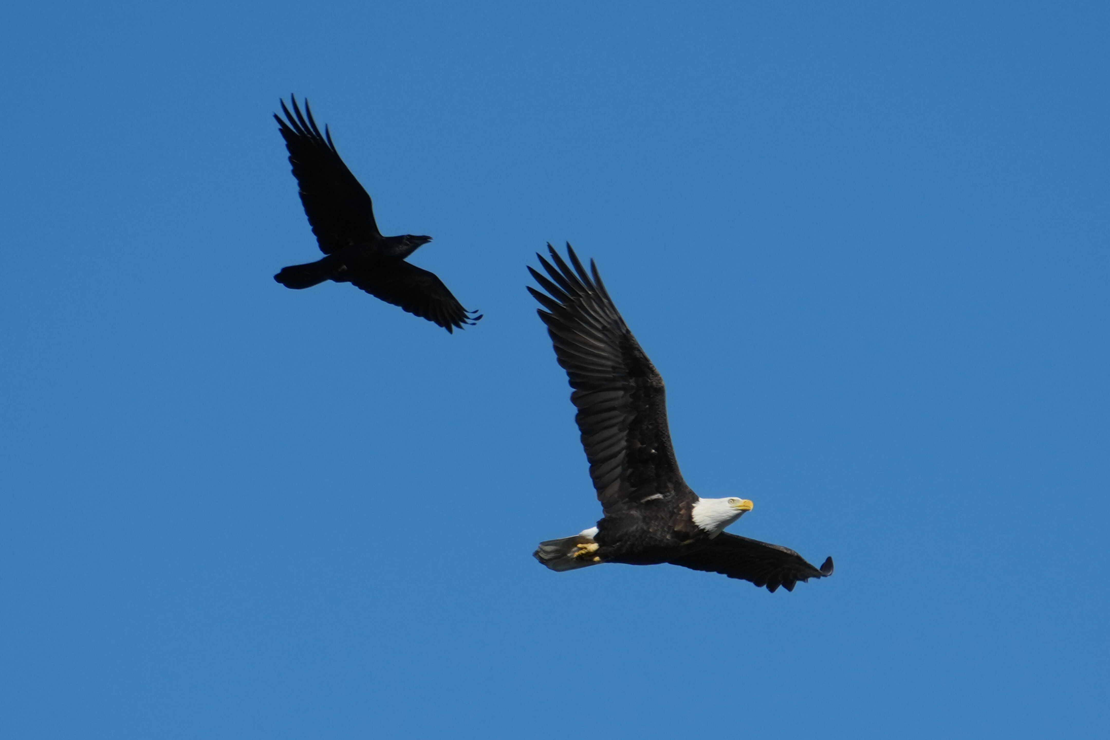 Lower Guadalupe River Trail North