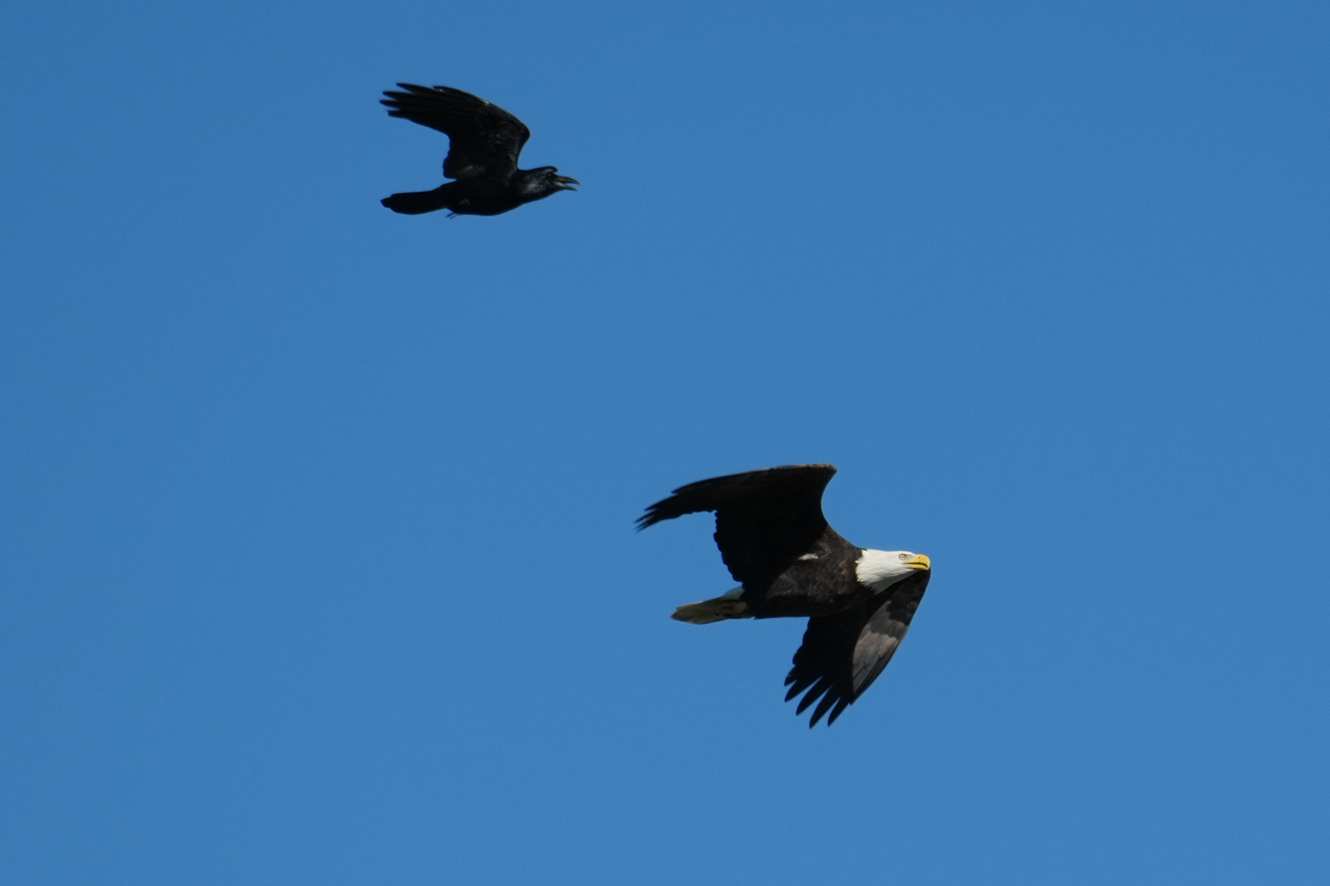 Lower Guadalupe River Trail North