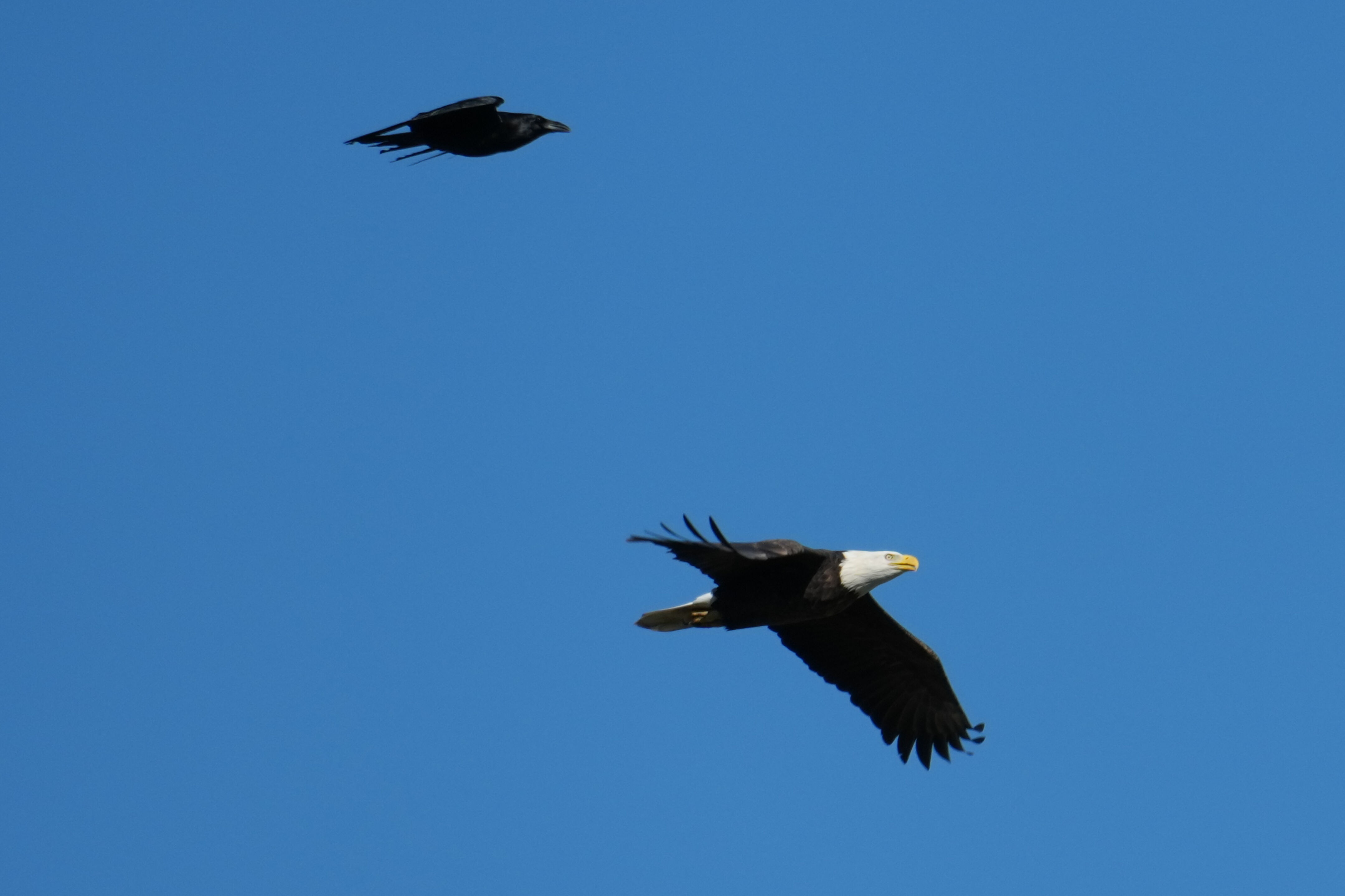 Lower Guadalupe River Trail North