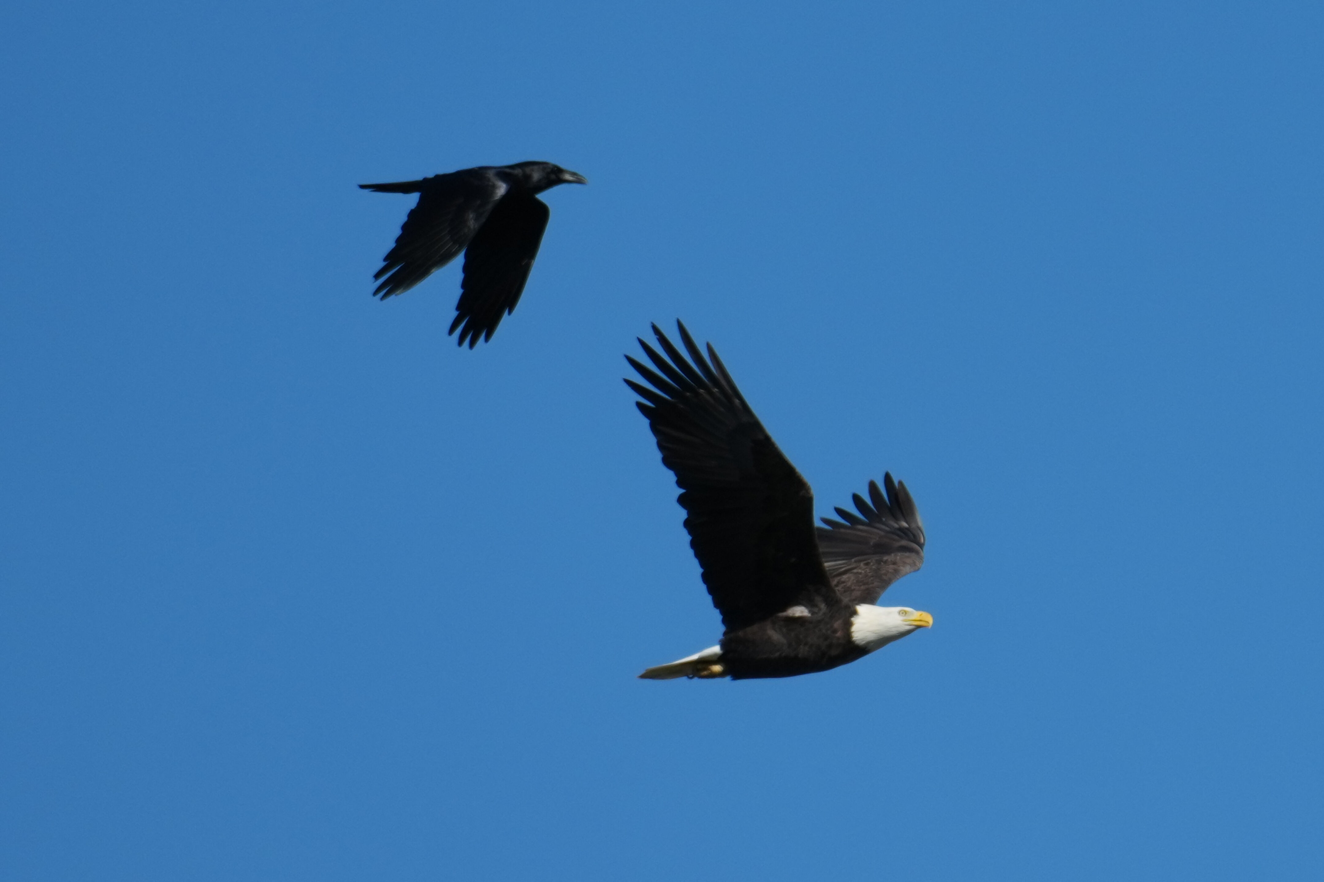 Lower Guadalupe River Trail North