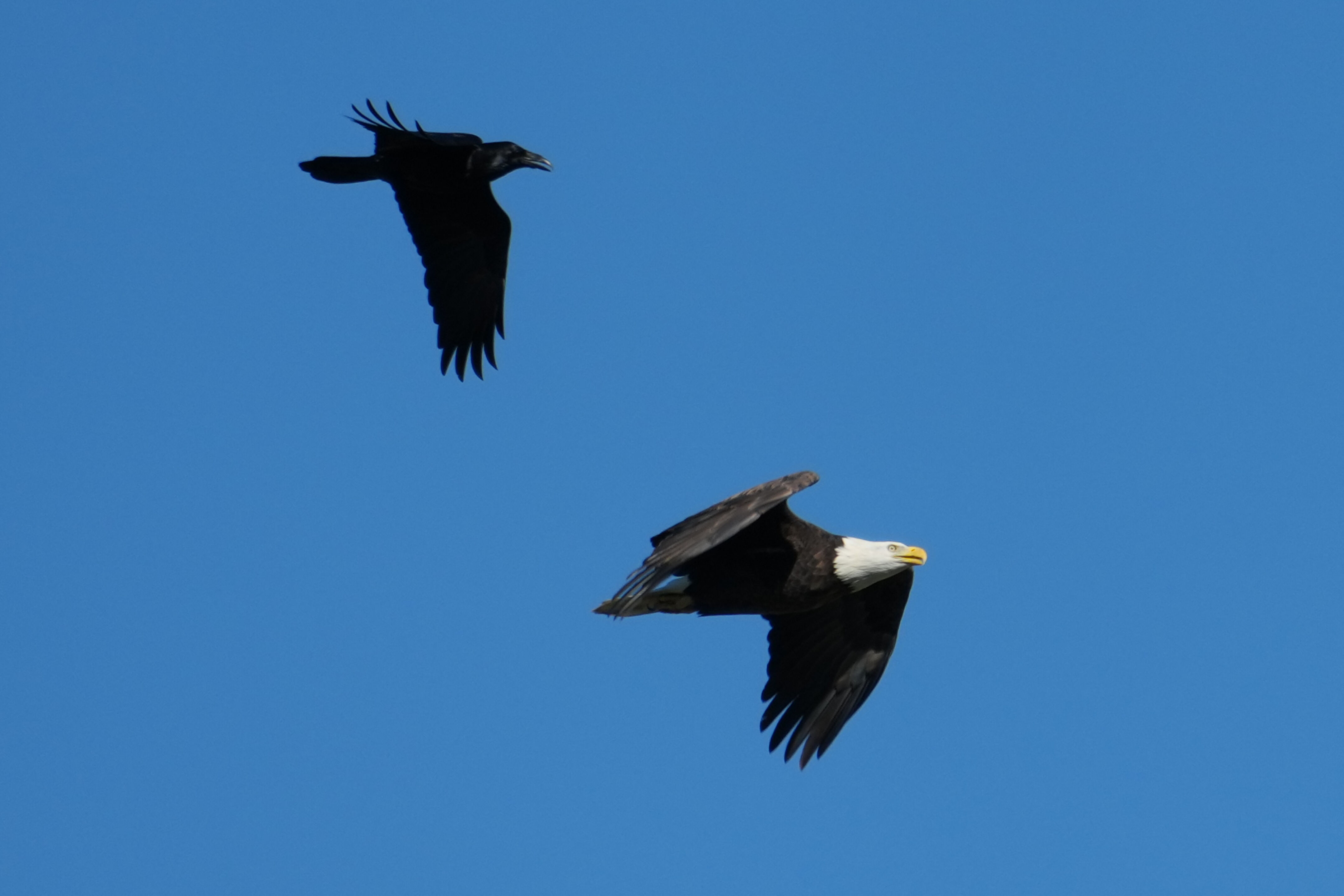 Lower Guadalupe River Trail North