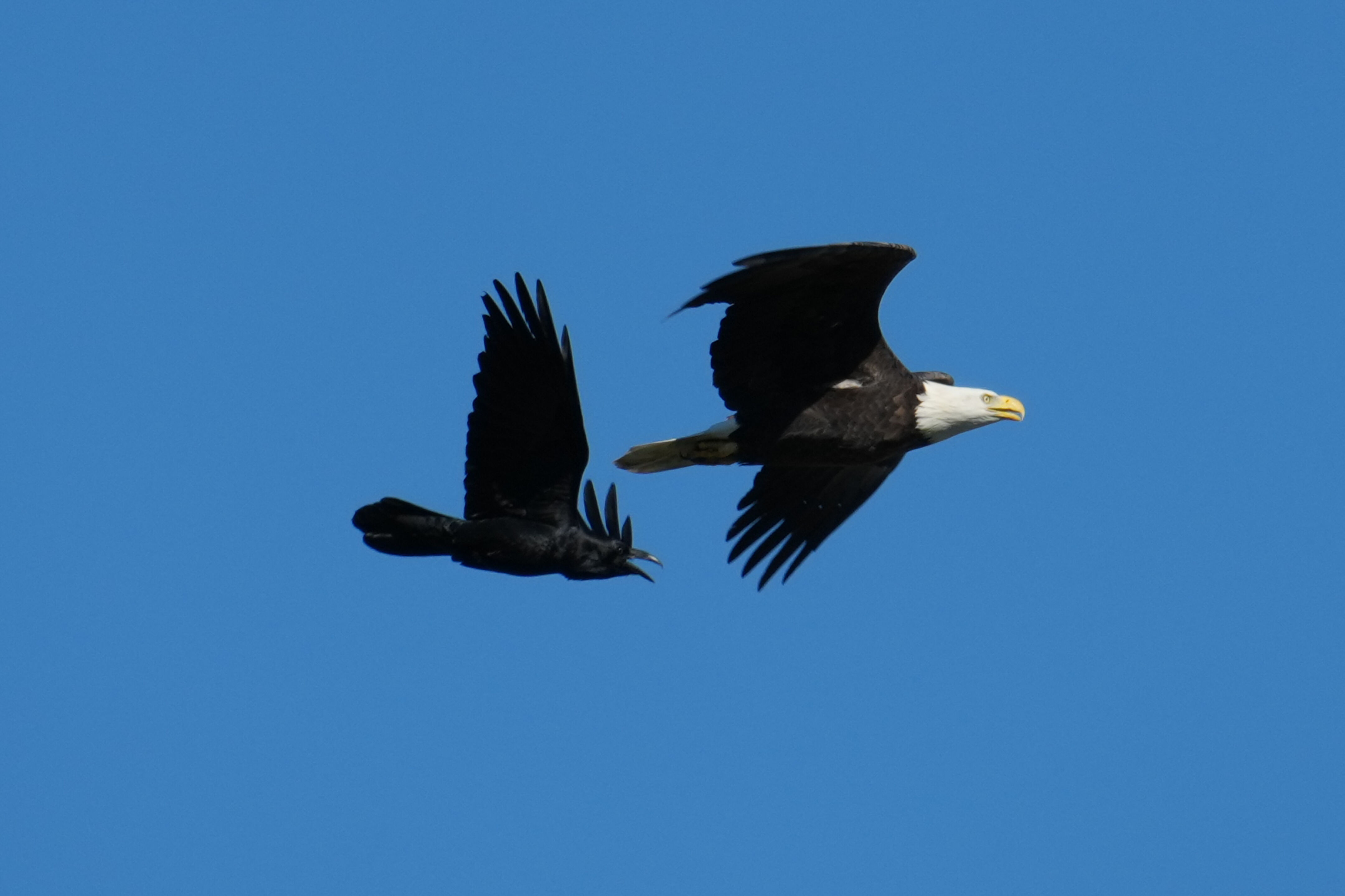 Lower Guadalupe River Trail North