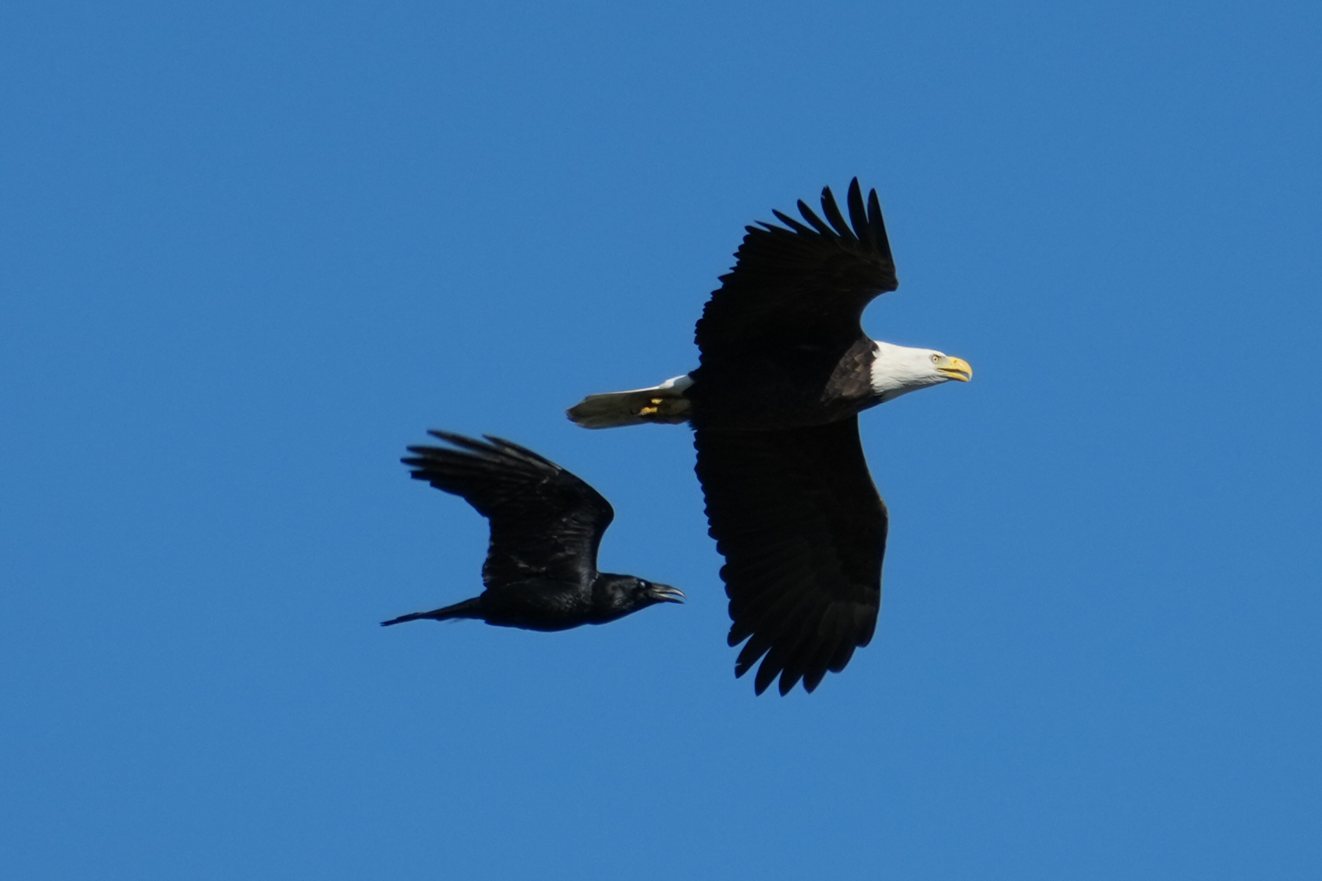 Lower Guadalupe River Trail North