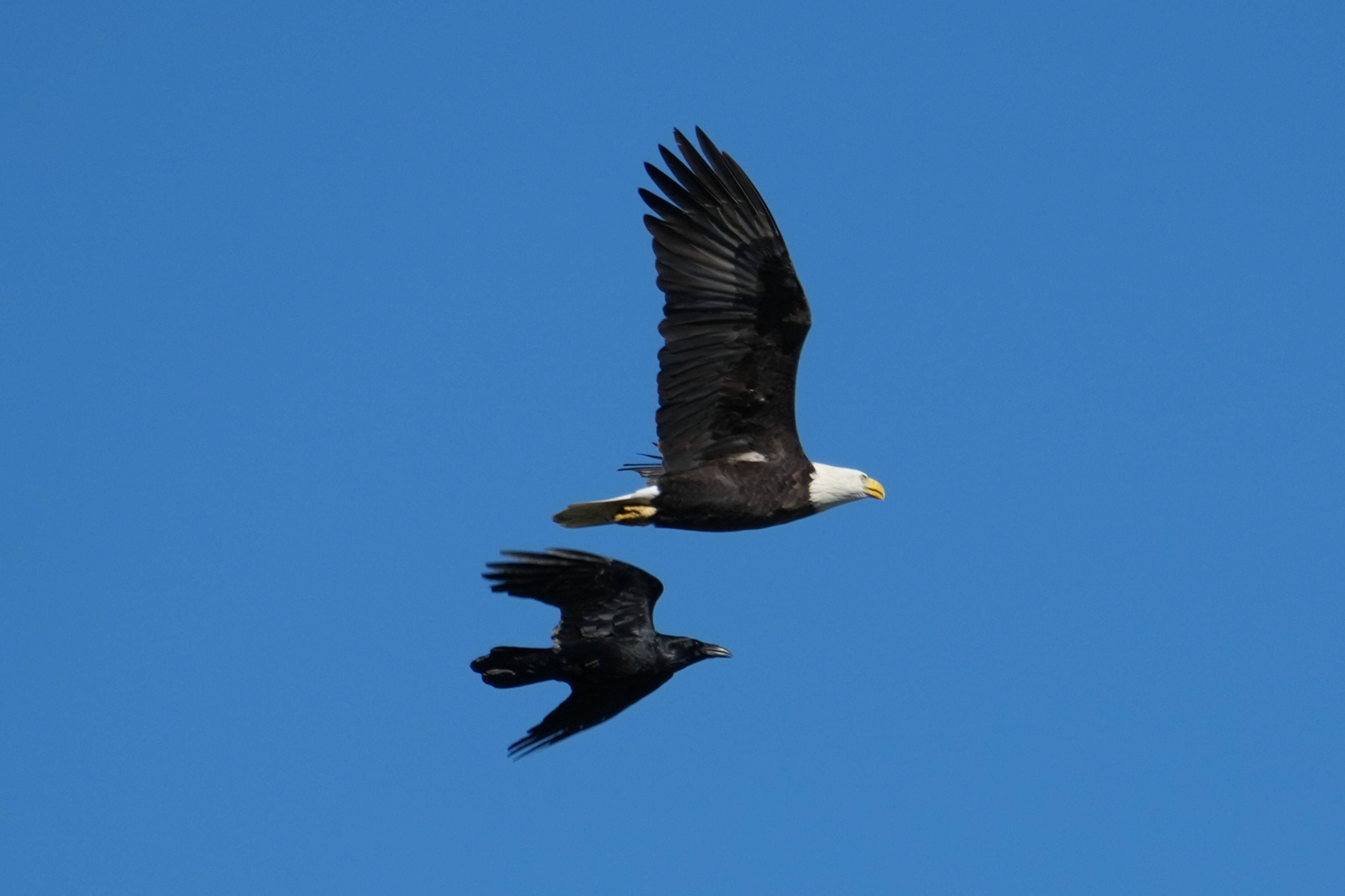 Lower Guadalupe River Trail North