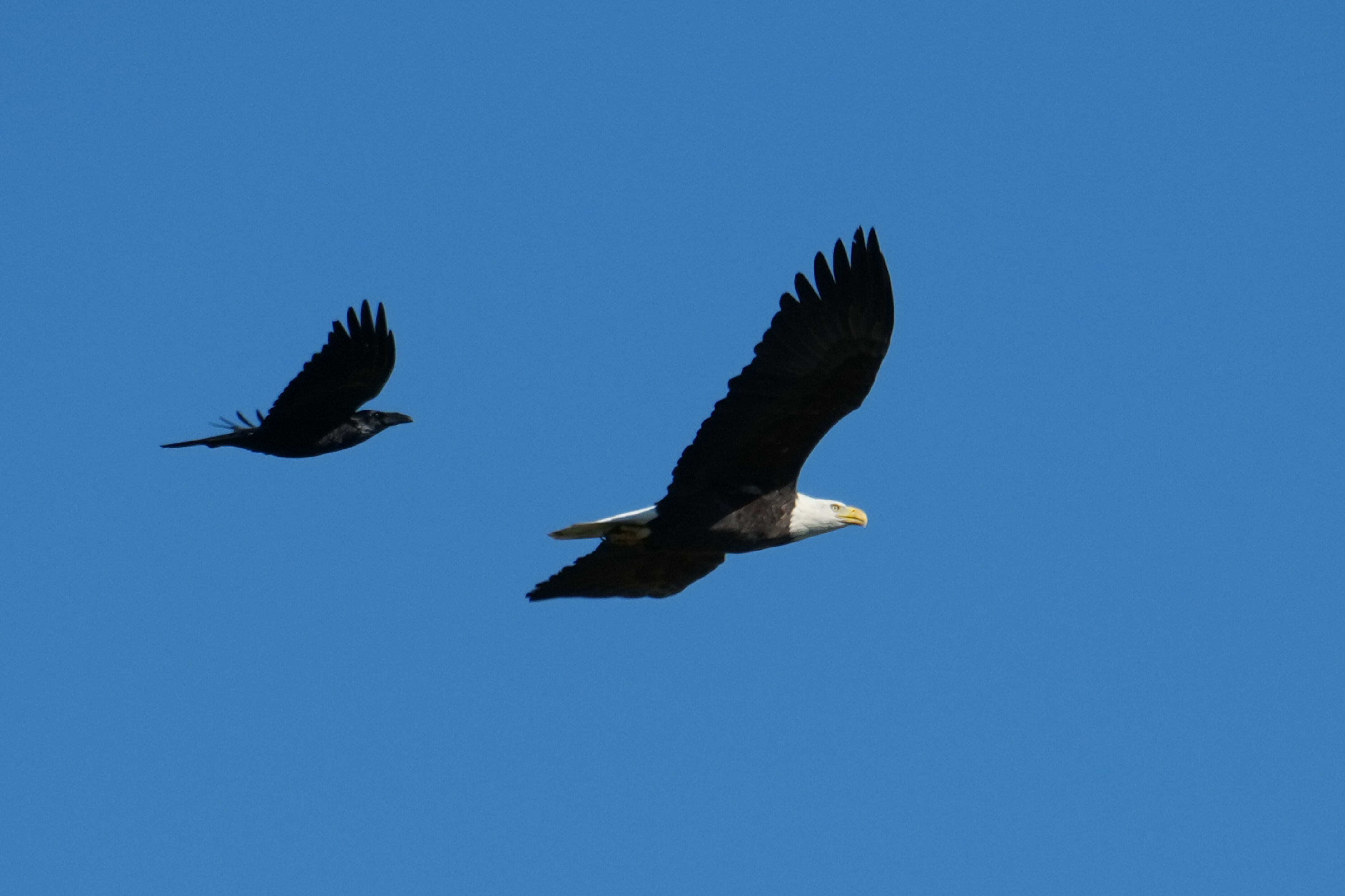 Lower Guadalupe River Trail North