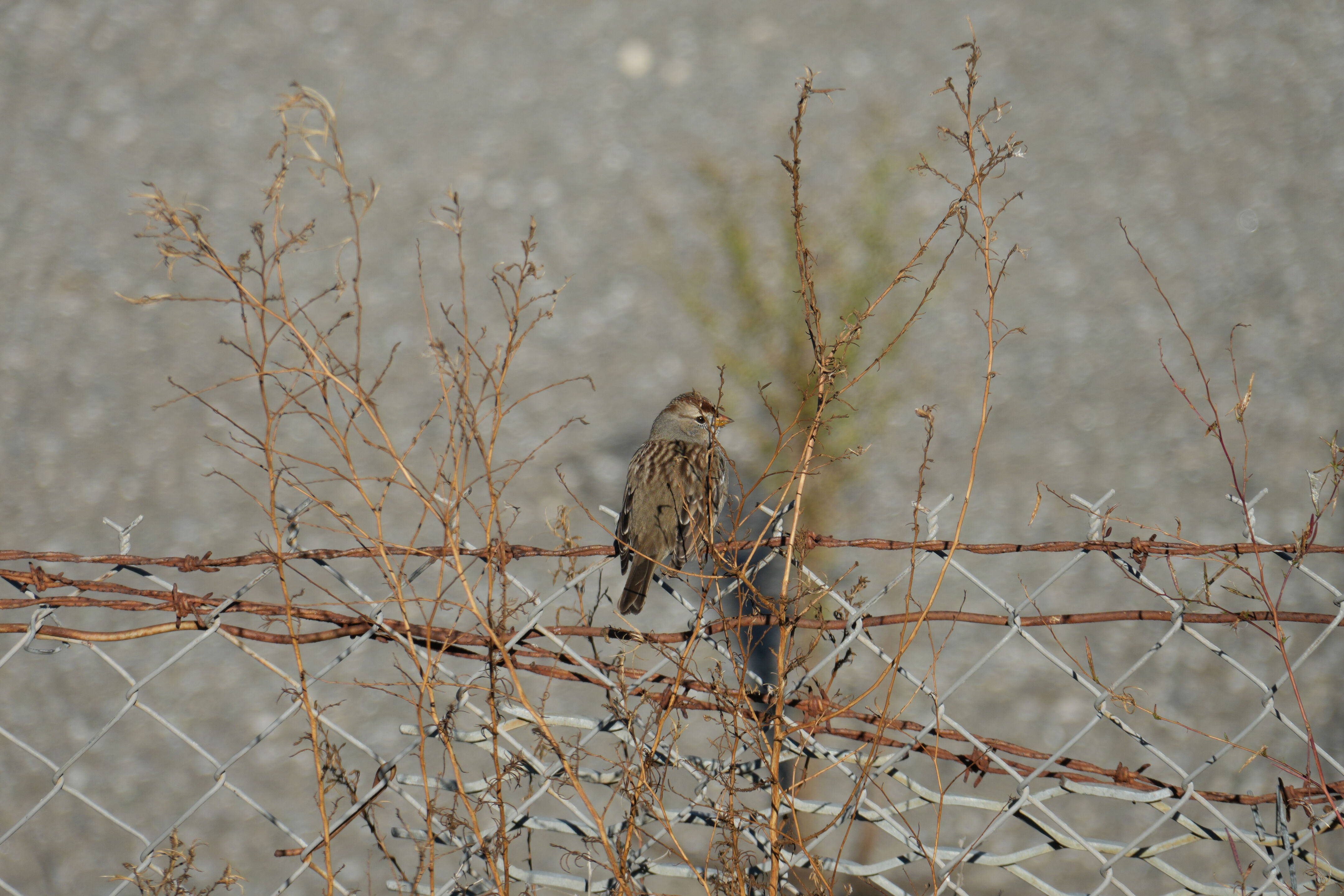 Lower Guadalupe River Trail North