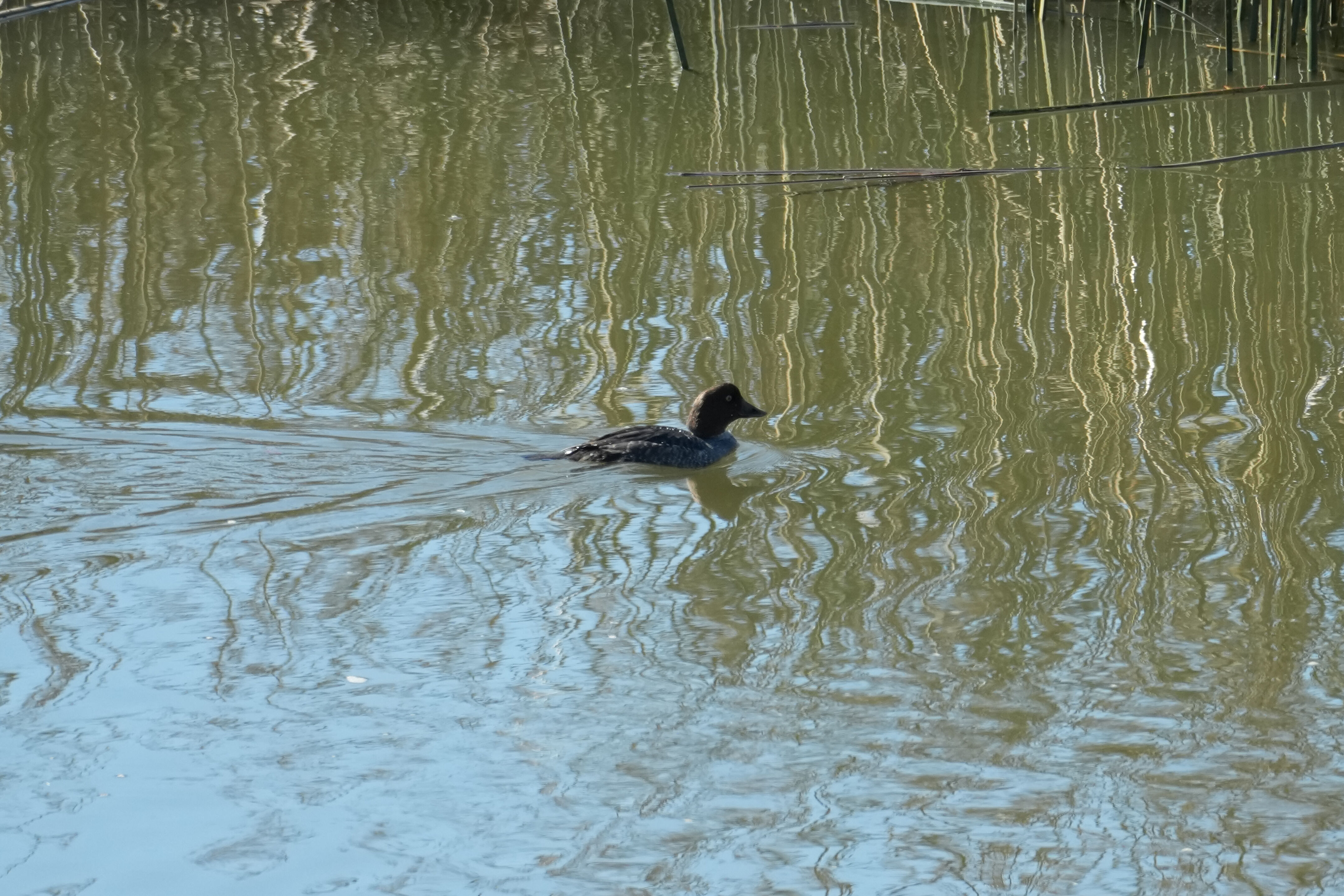 Lower Guadalupe River Trail North