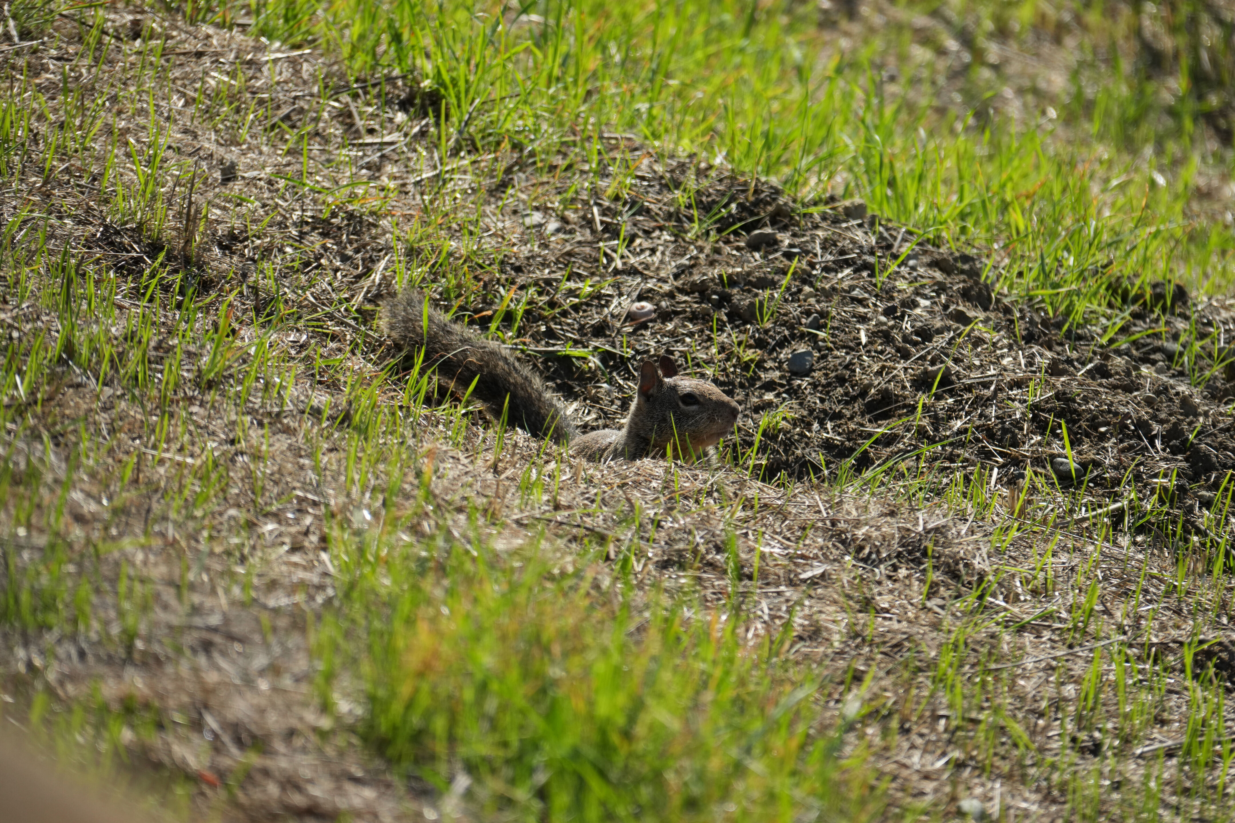 Lower Guadalupe River Trail North