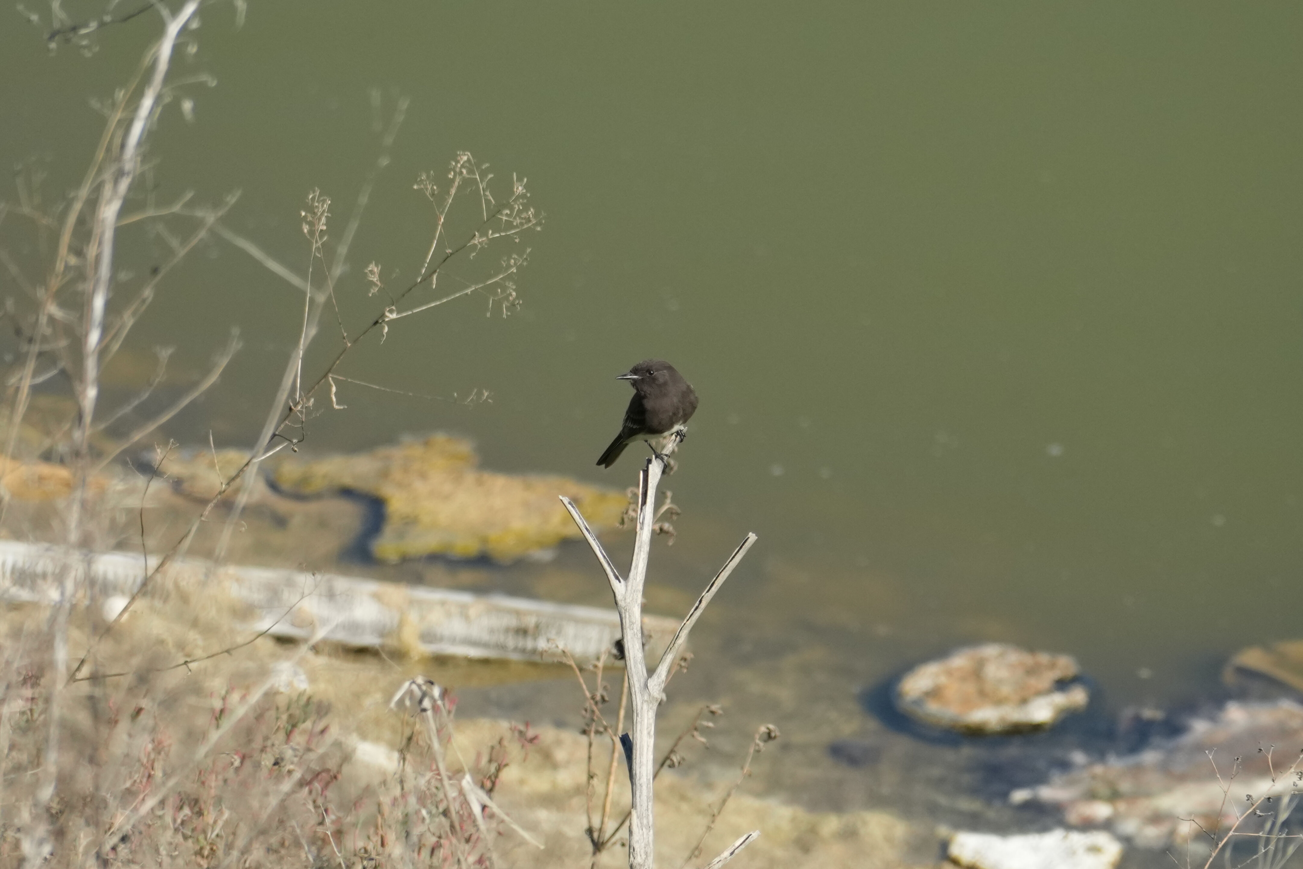 Lower Guadalupe River Trail North