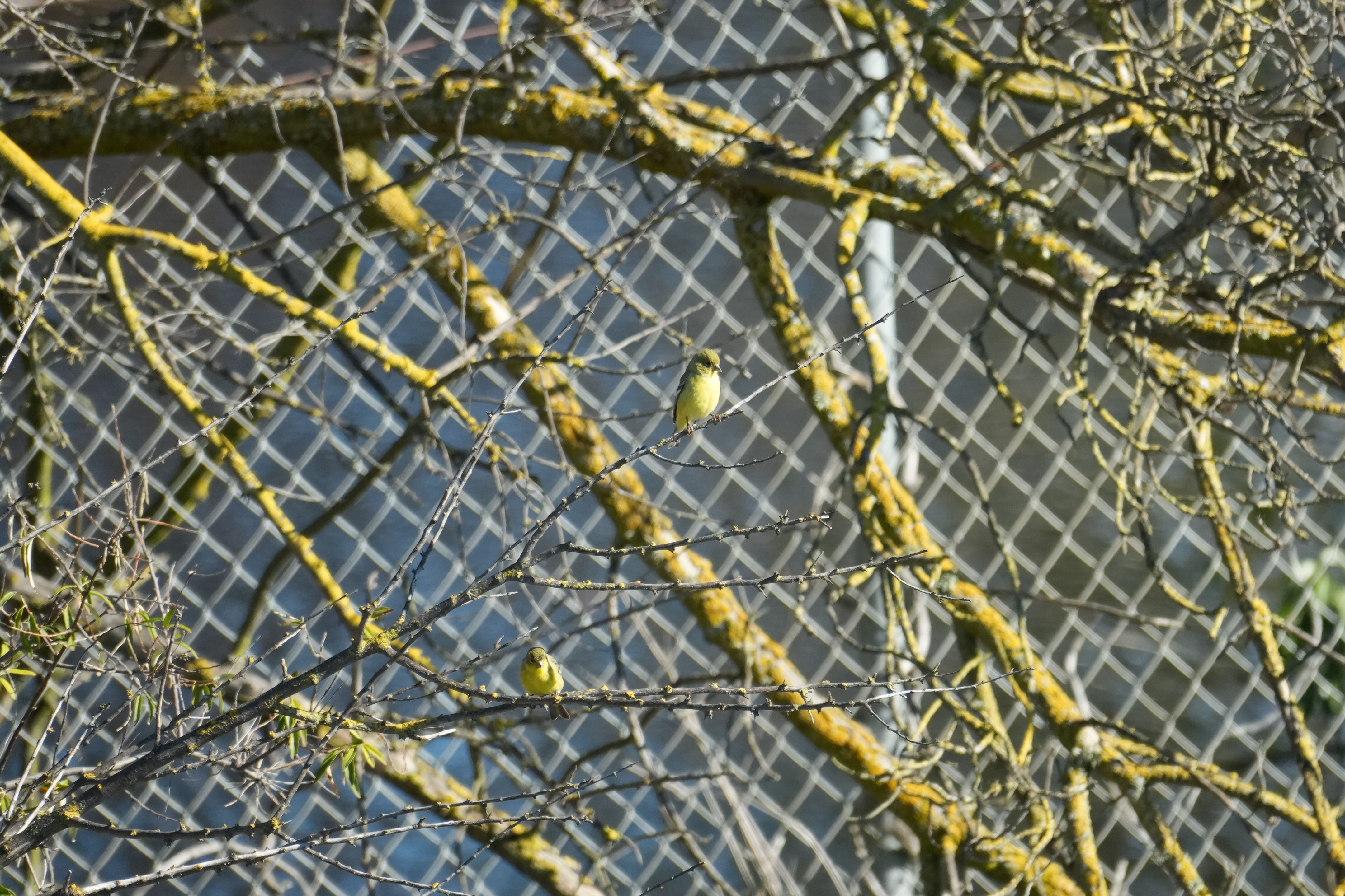 Lower Guadalupe River Trail North