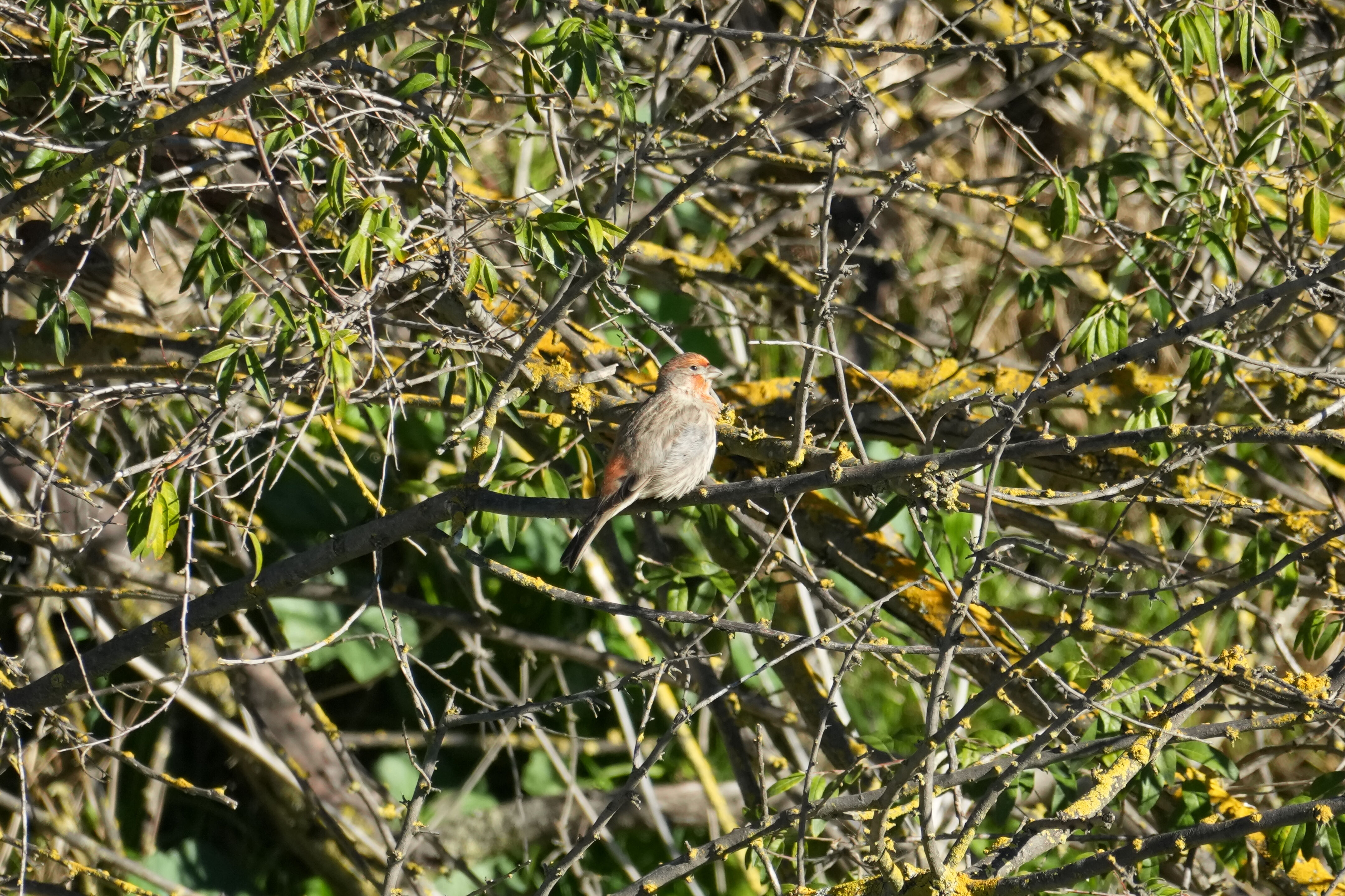 Lower Guadalupe River Trail North
