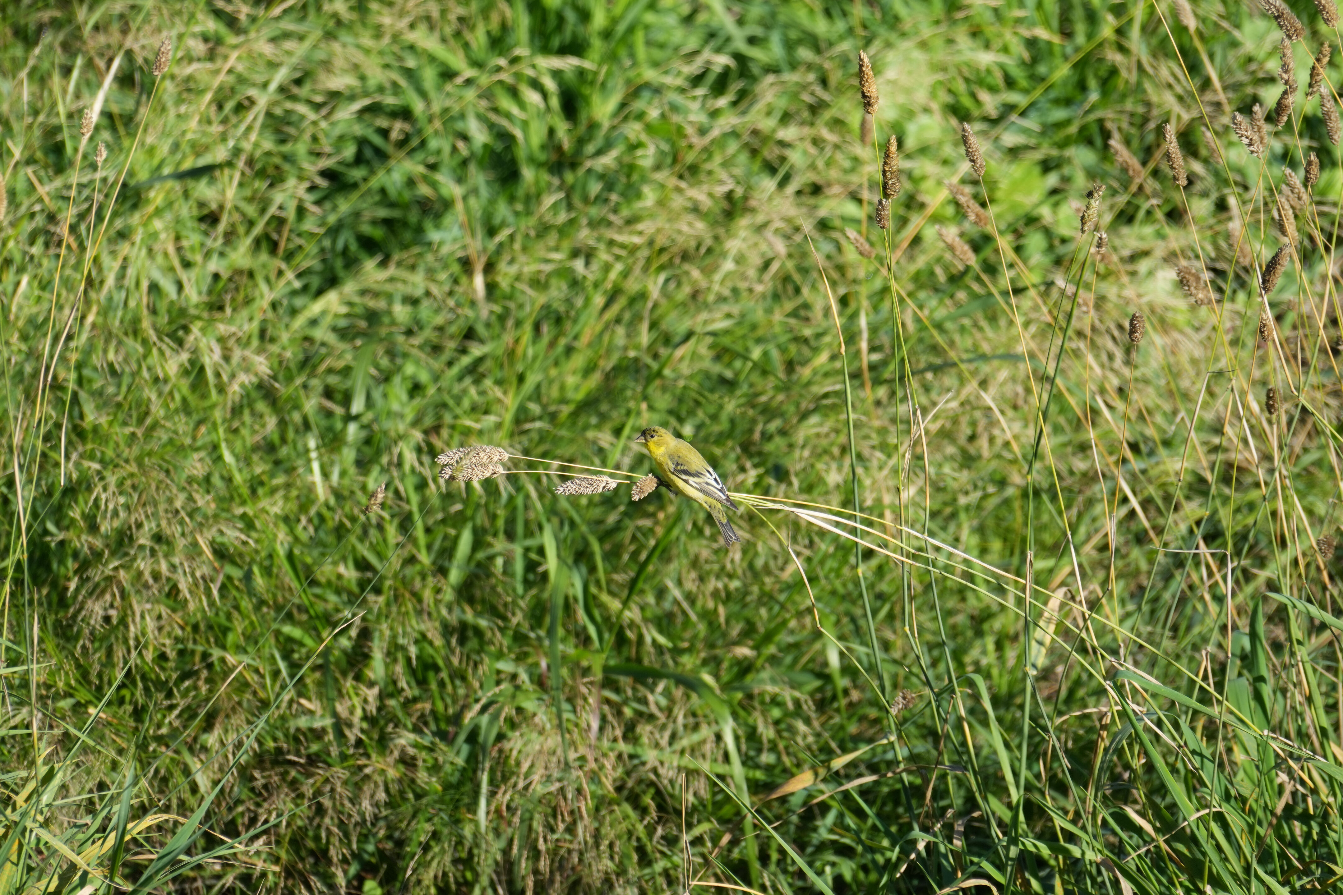 Lower Guadalupe River Trail North