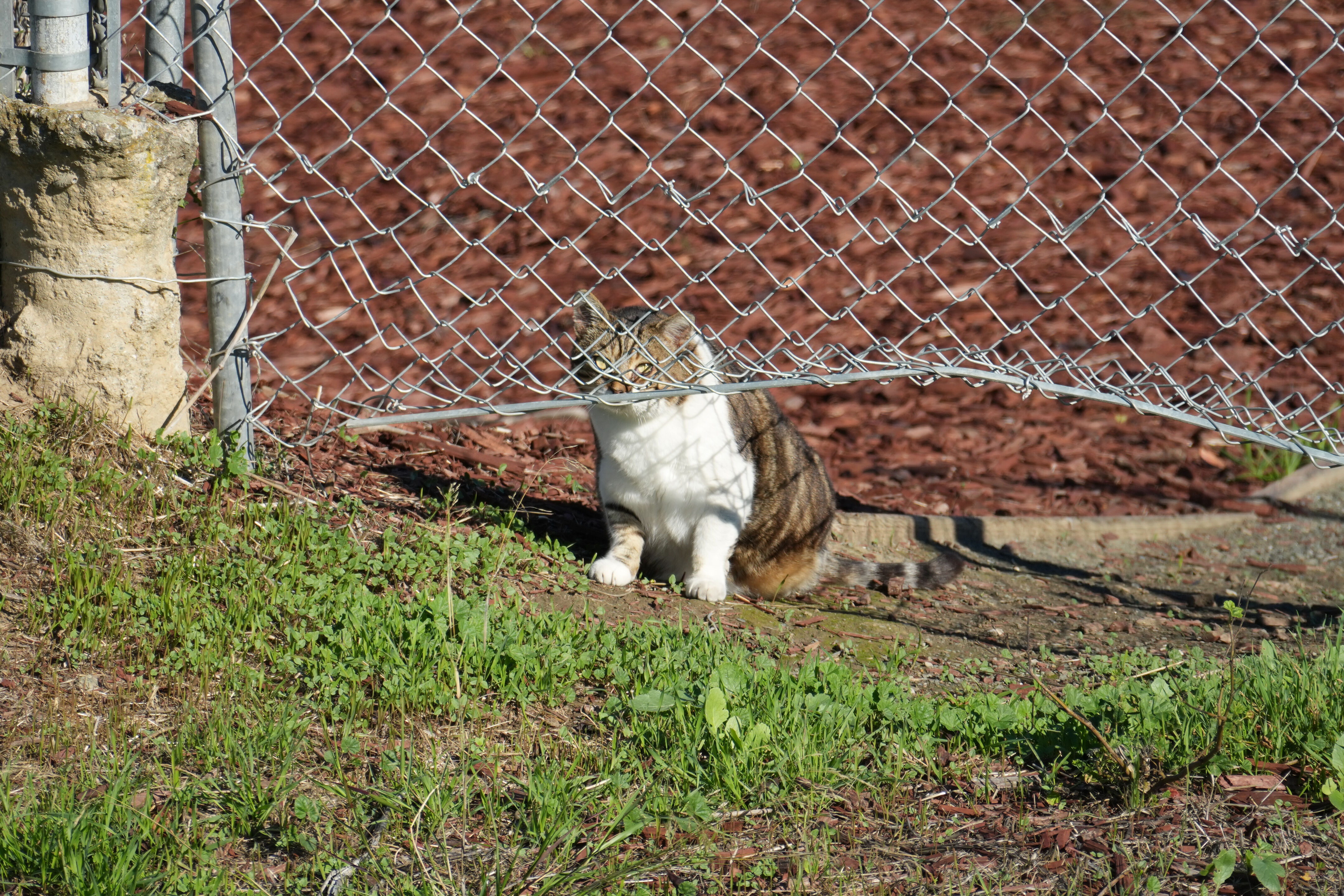 Lower Guadalupe River Trail North