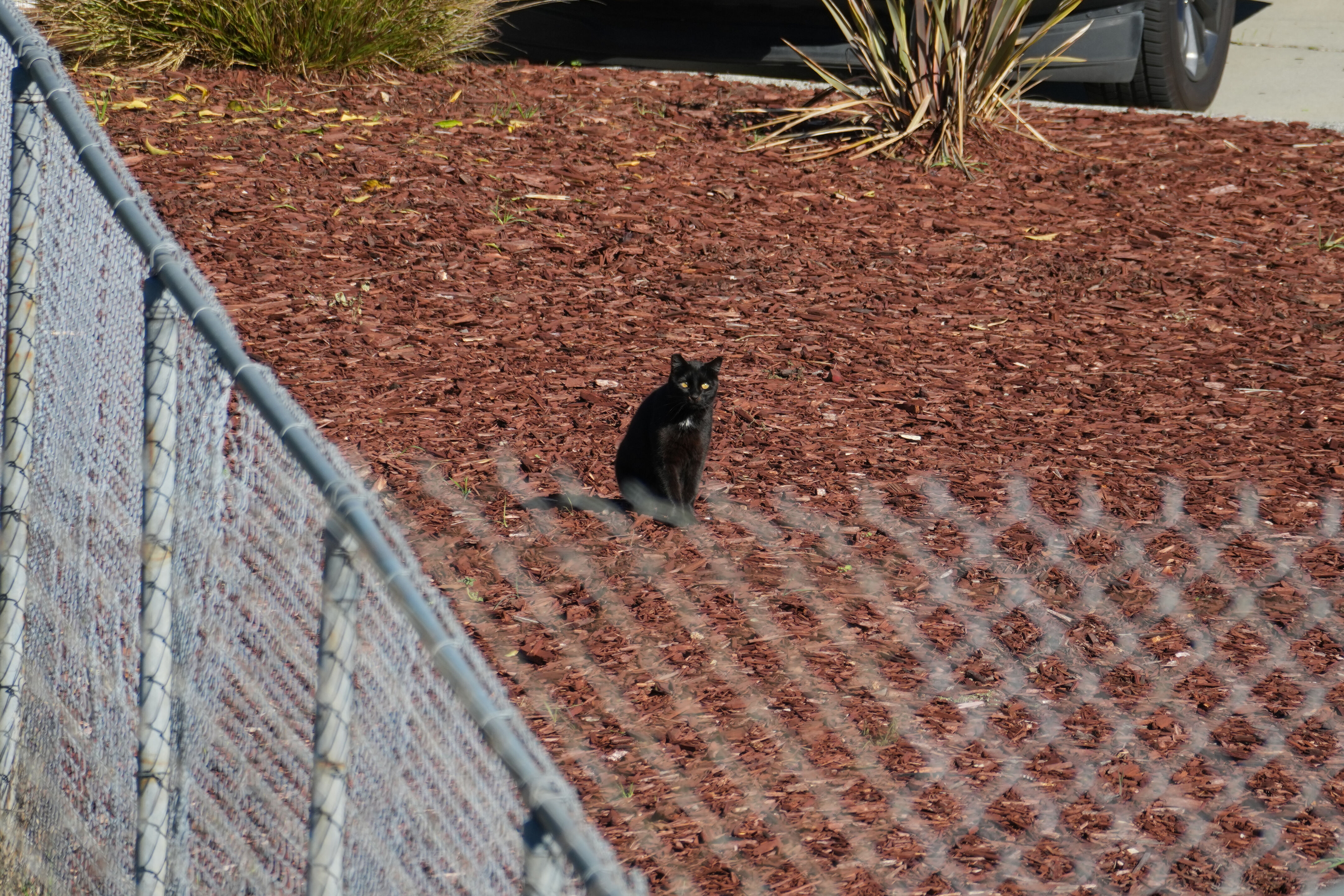 Lower Guadalupe River Trail North