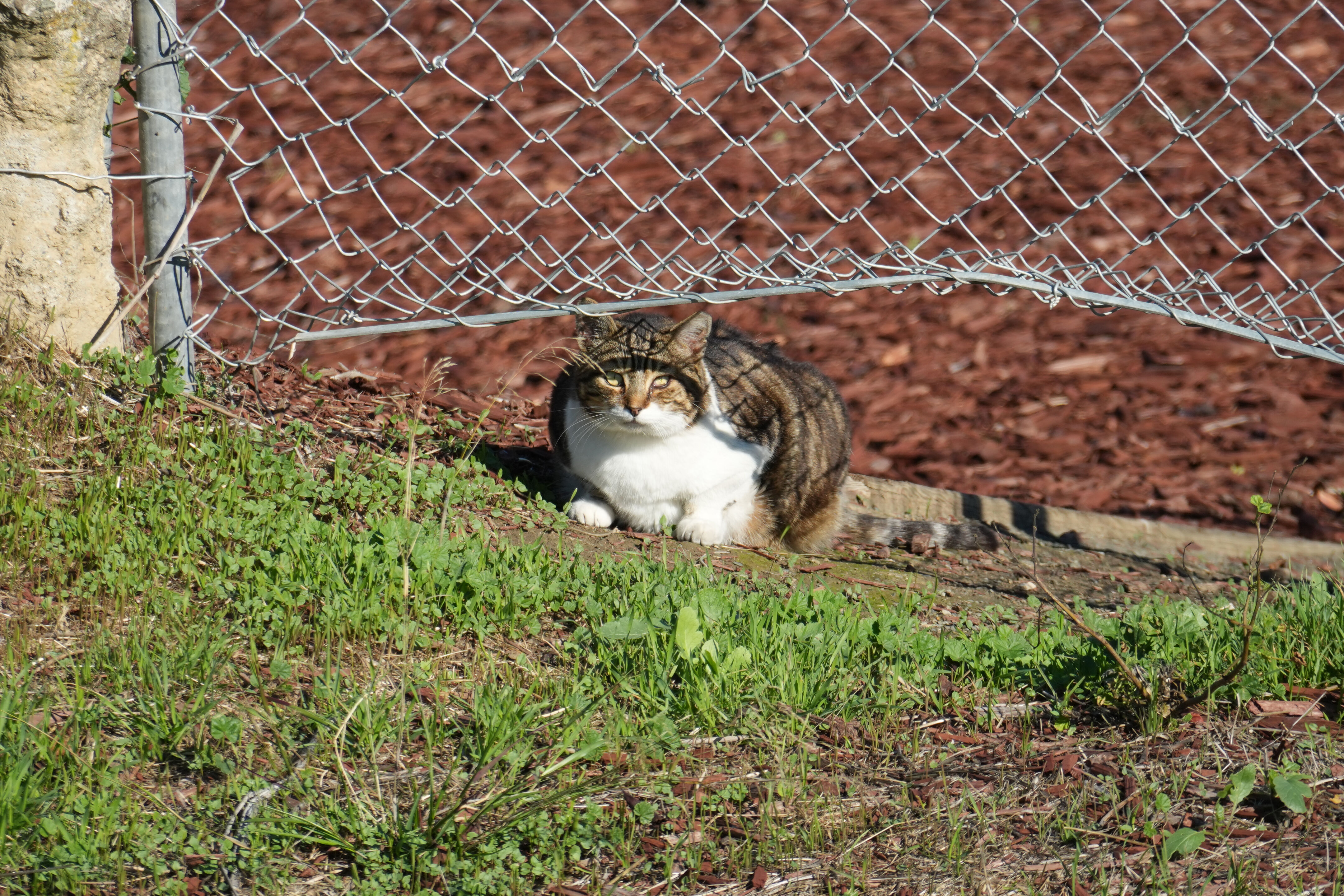 Lower Guadalupe River Trail North