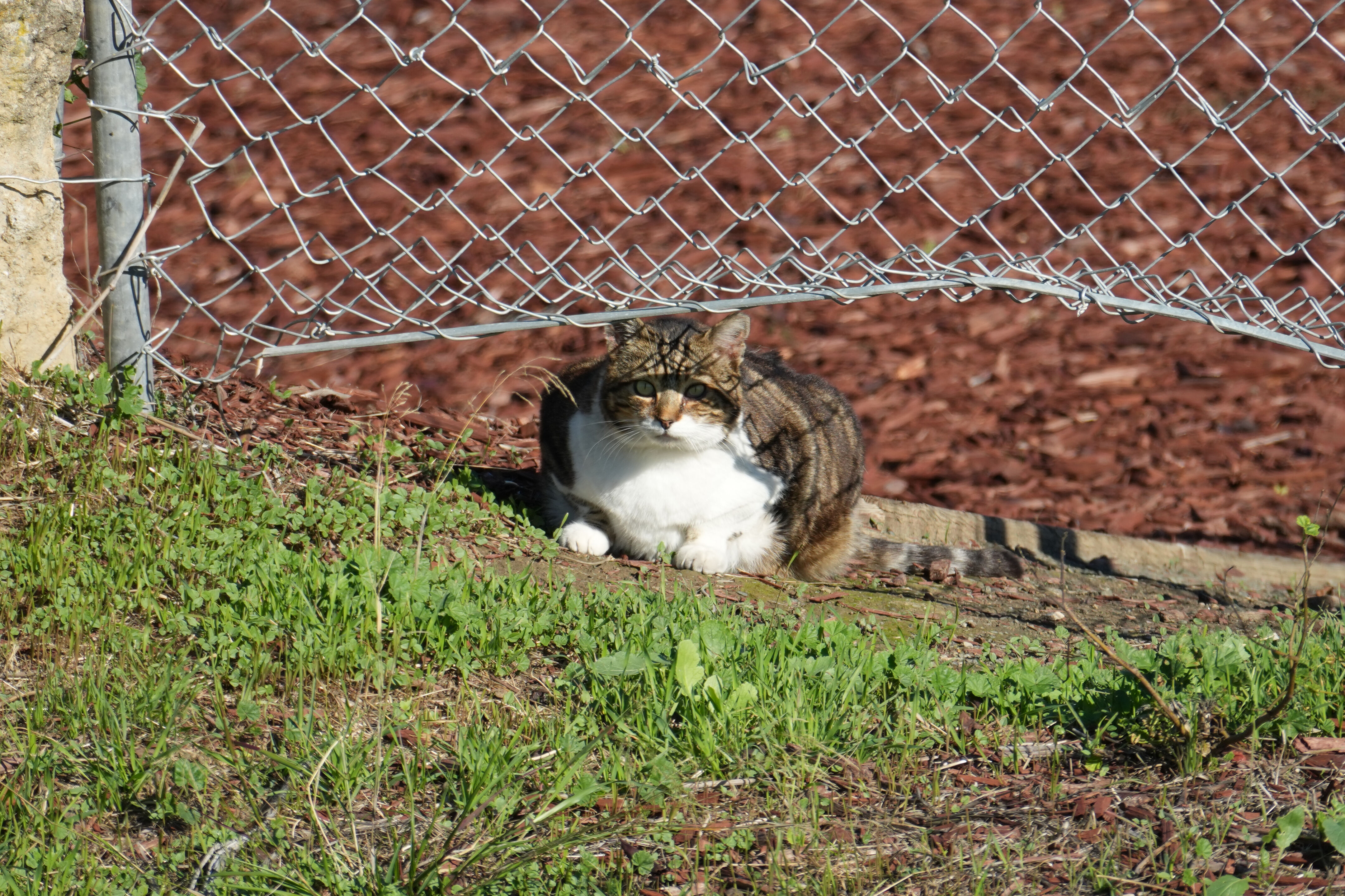 Lower Guadalupe River Trail North