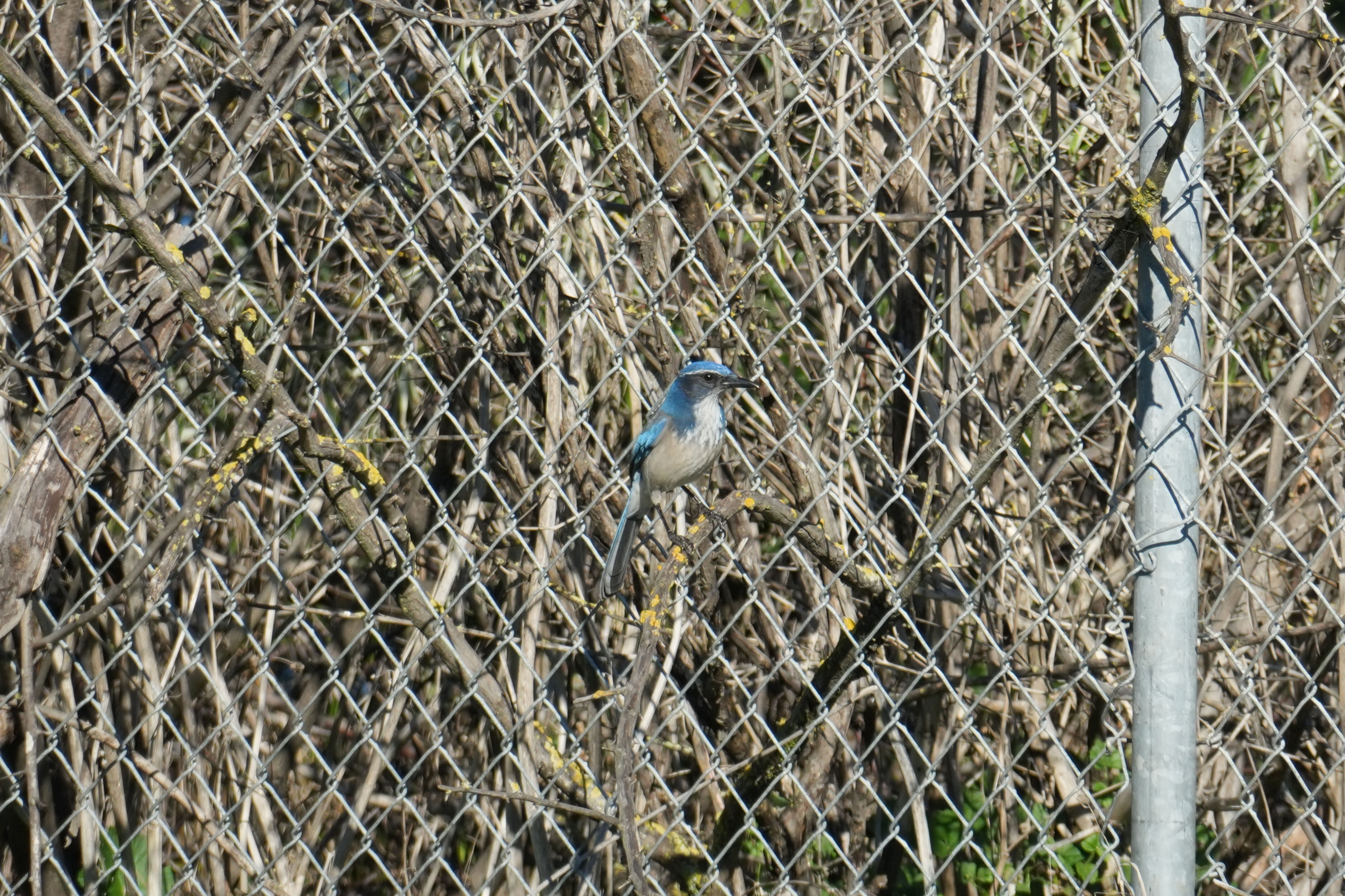 Lower Guadalupe River Trail North