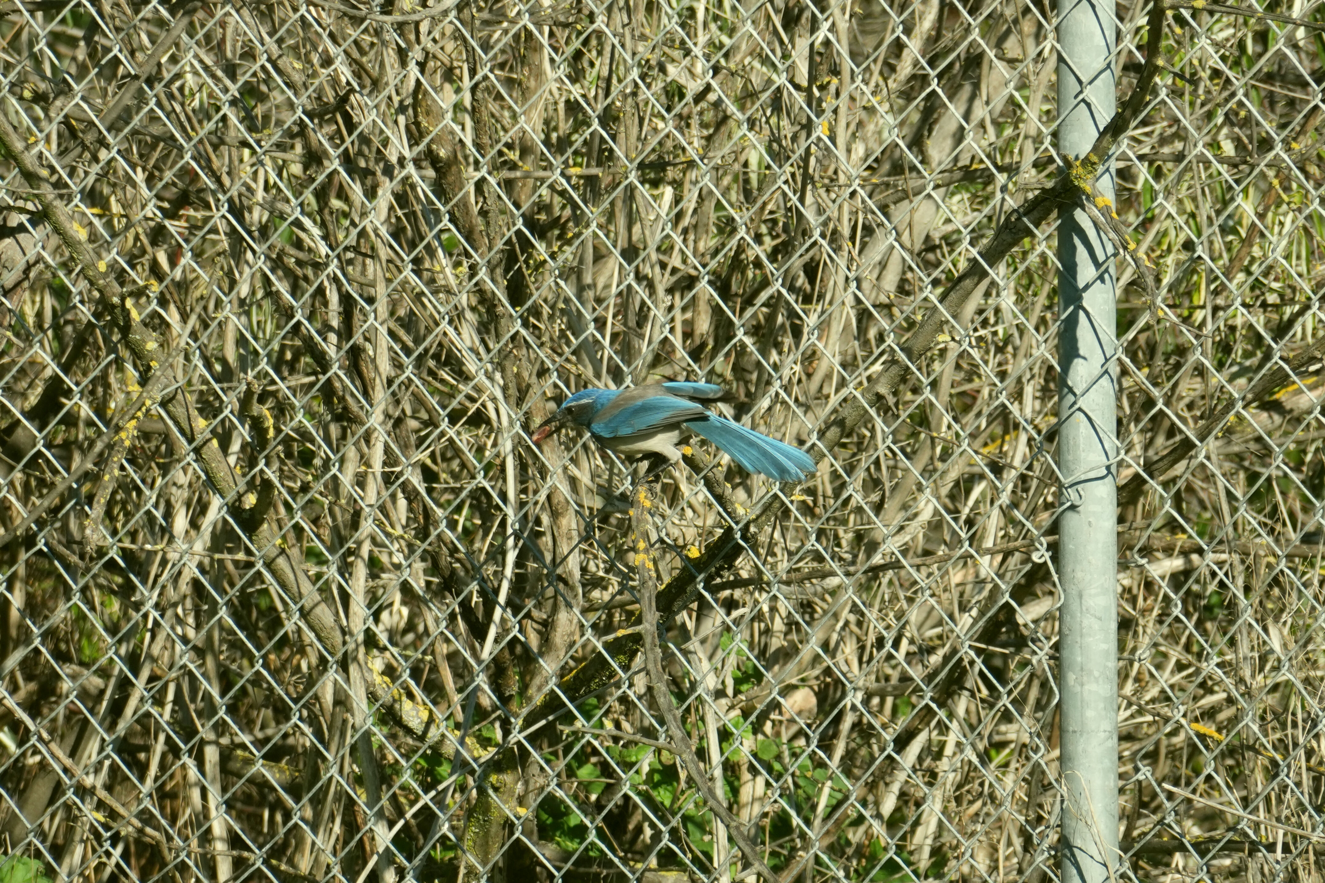 Lower Guadalupe River Trail North