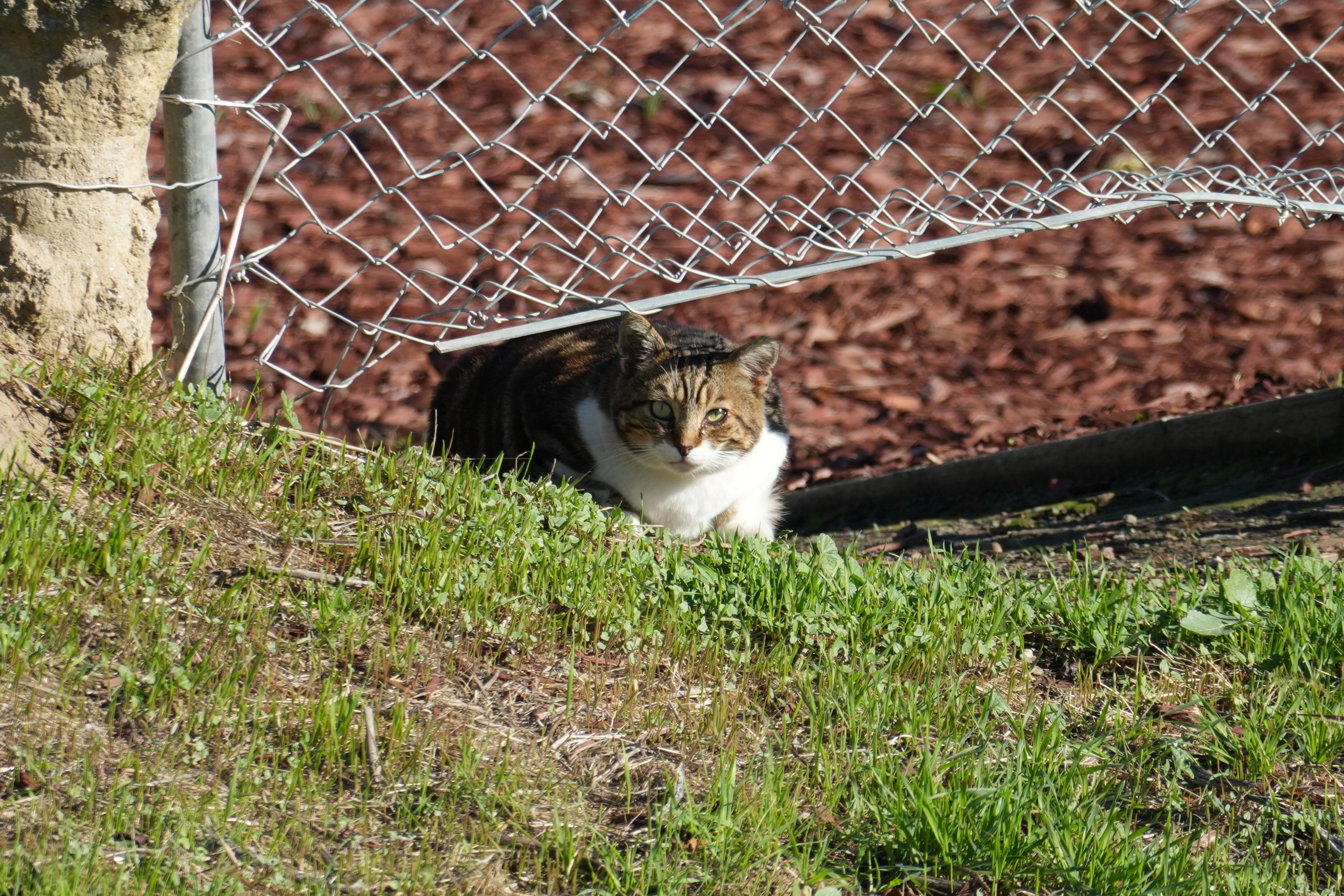 Lower Guadalupe River Trail North