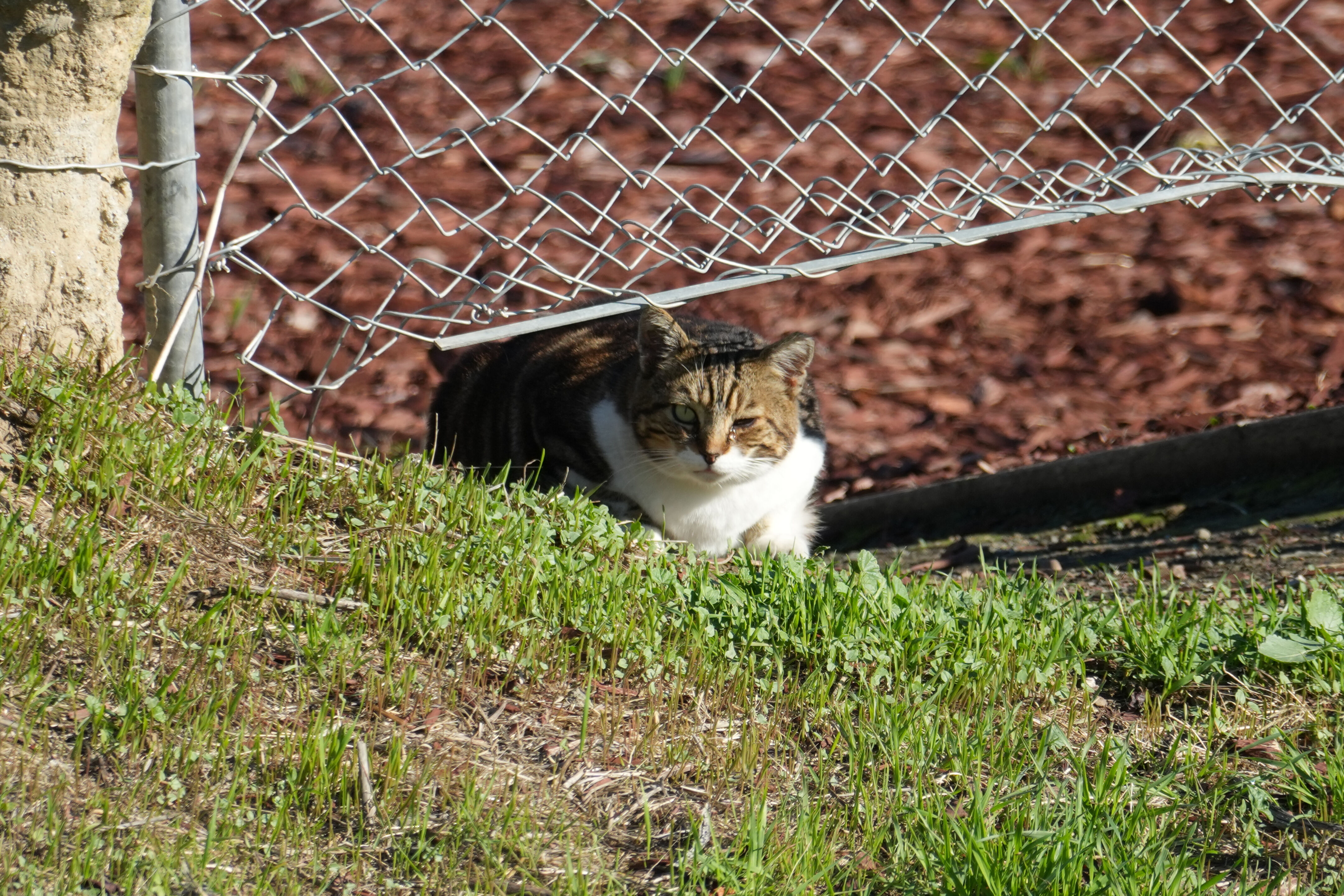Lower Guadalupe River Trail North