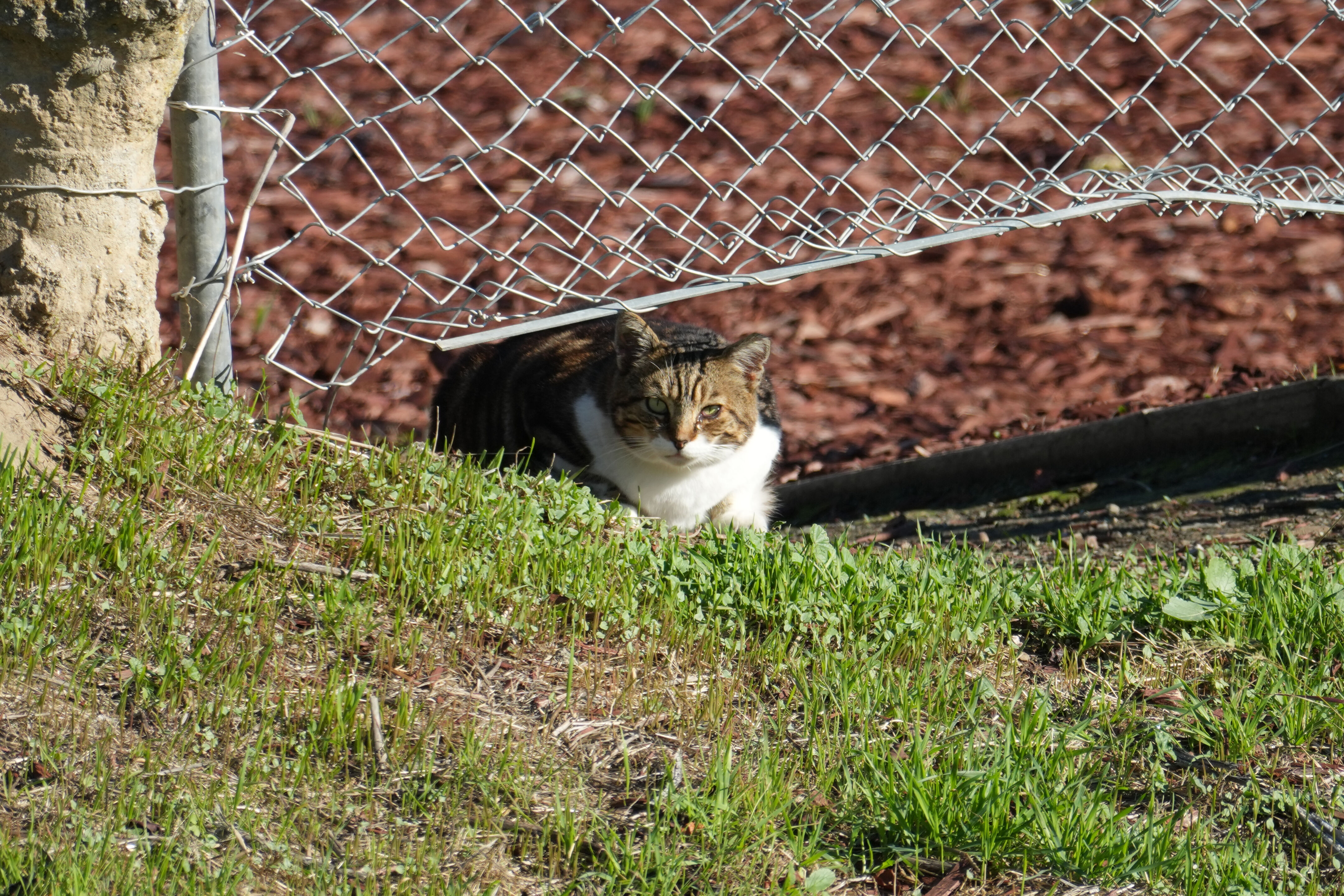 Lower Guadalupe River Trail North