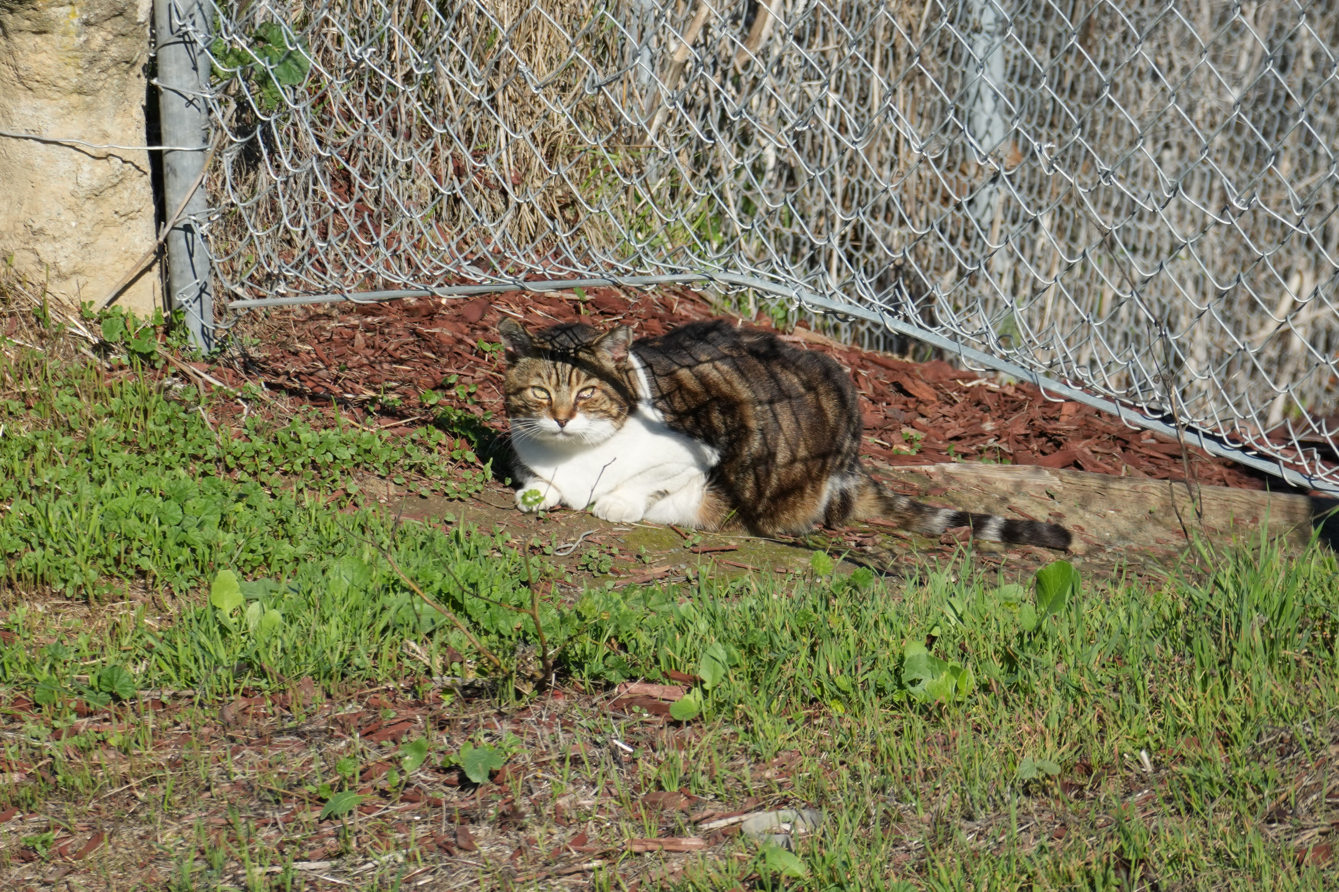 Lower Guadalupe River Trail North