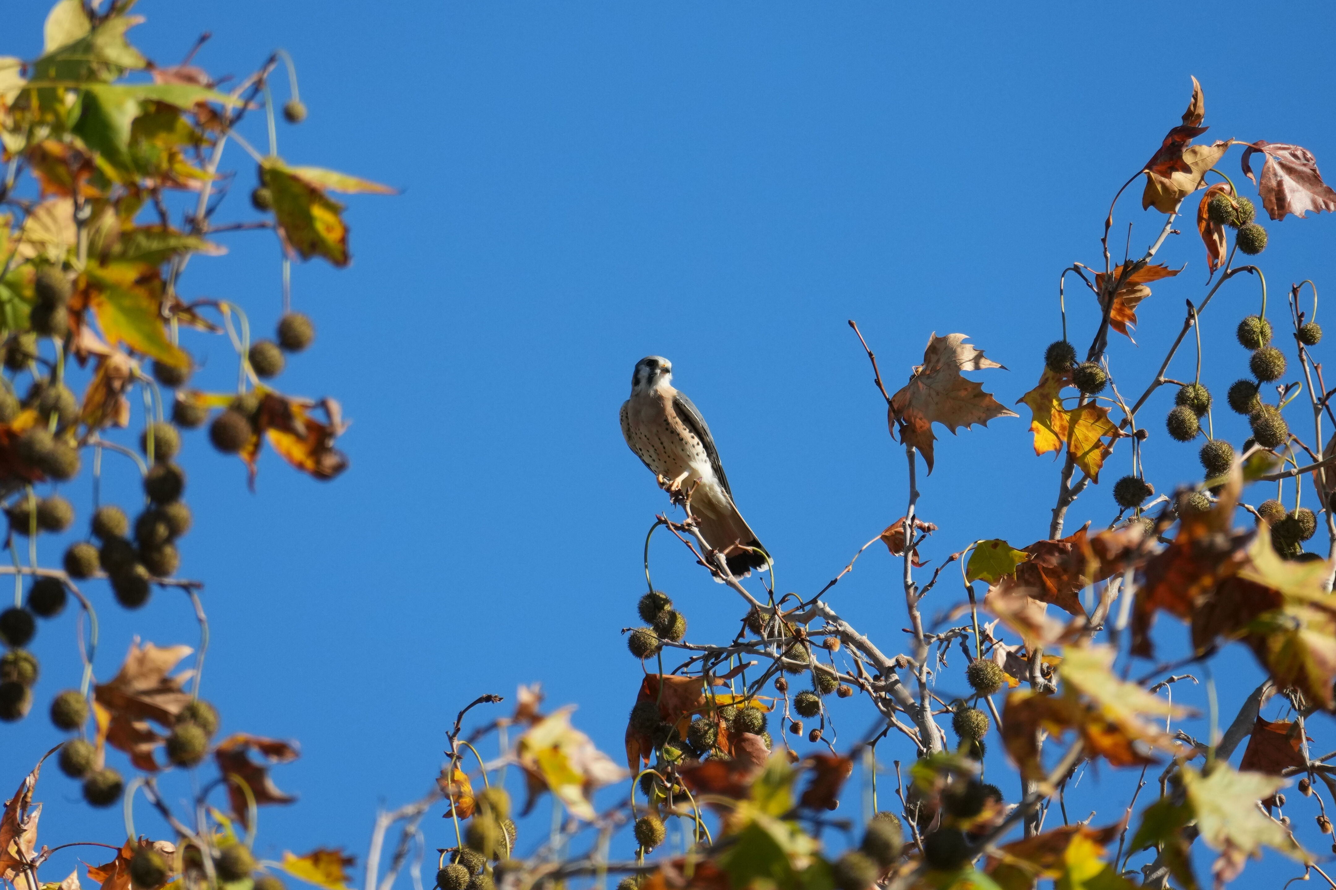 Lower Guadalupe River Trail North
