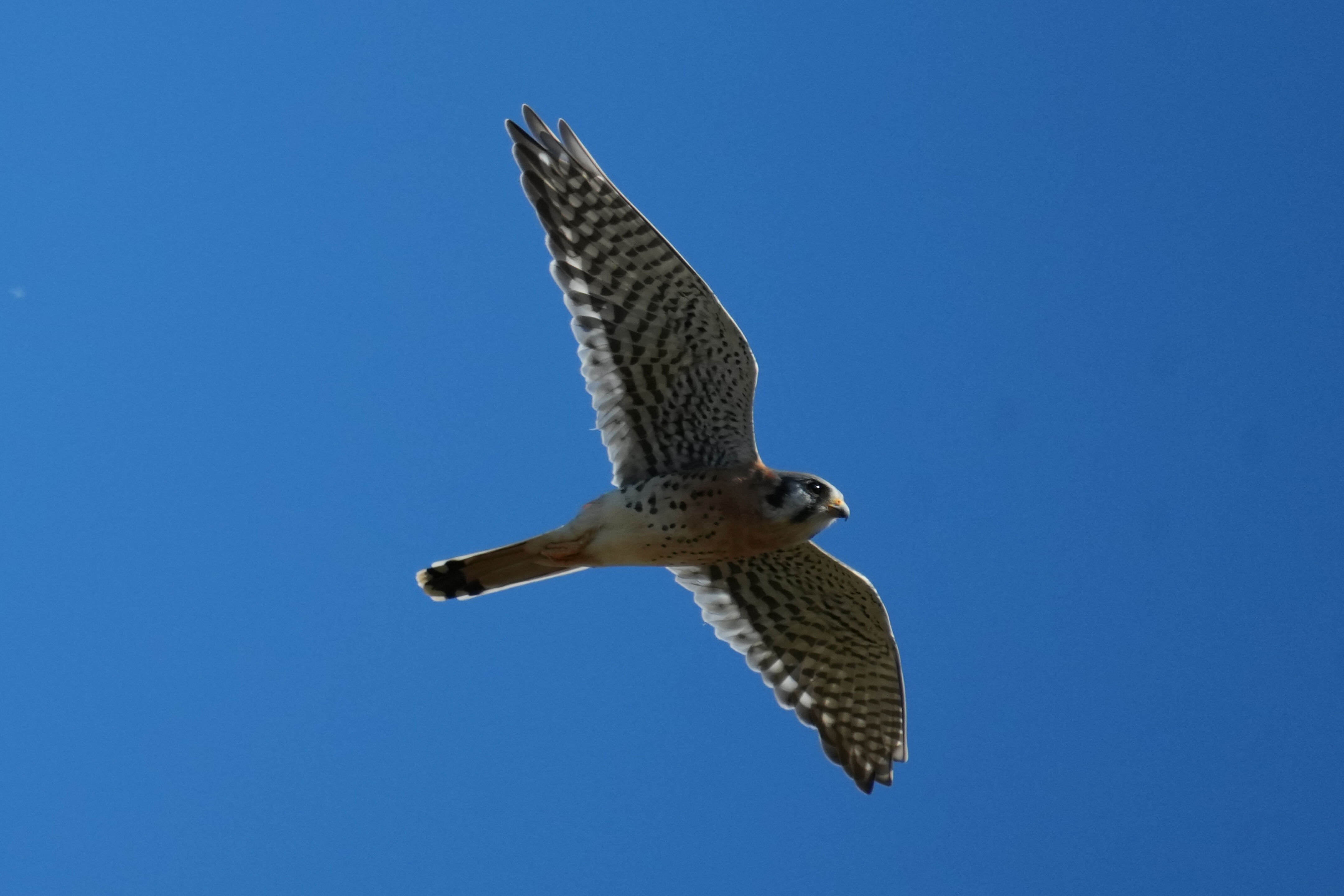 Lower Guadalupe River Trail North