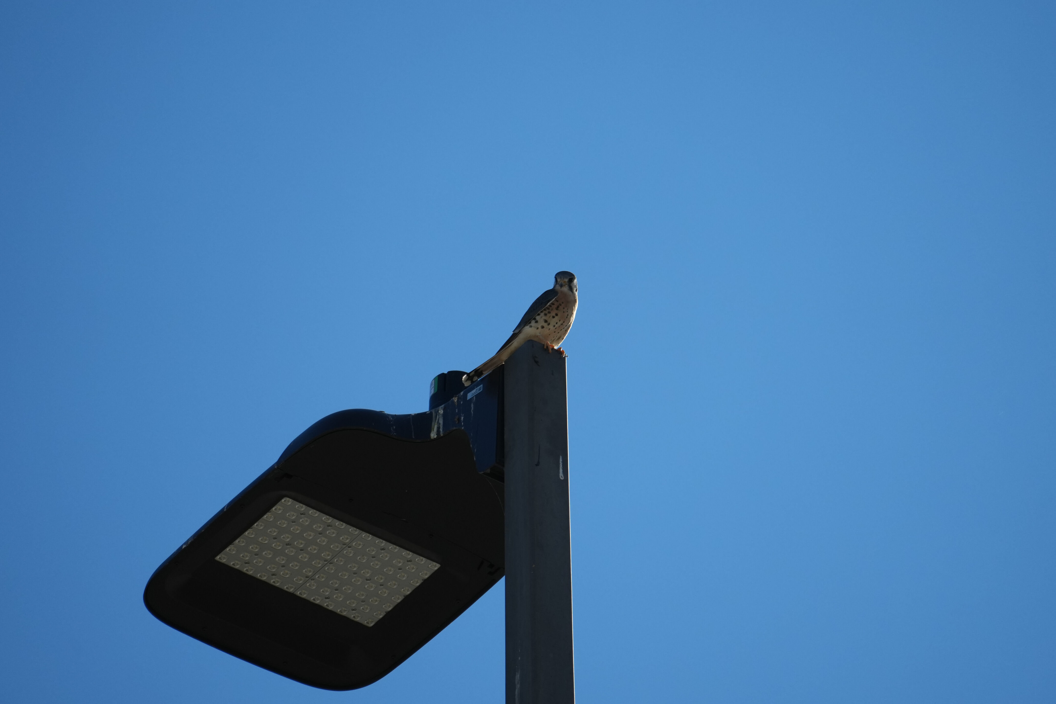 Lower Guadalupe River Trail North