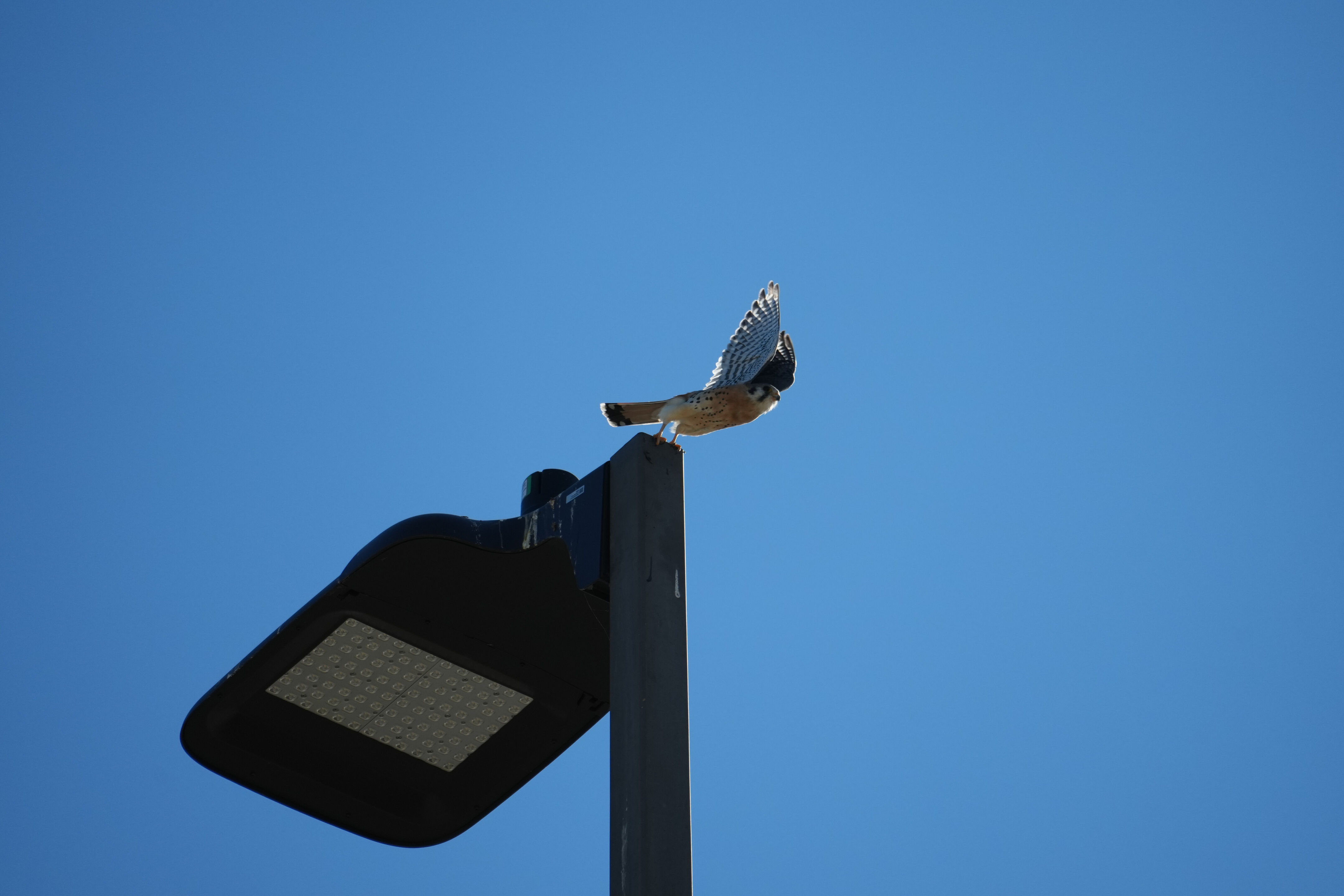 Lower Guadalupe River Trail North
