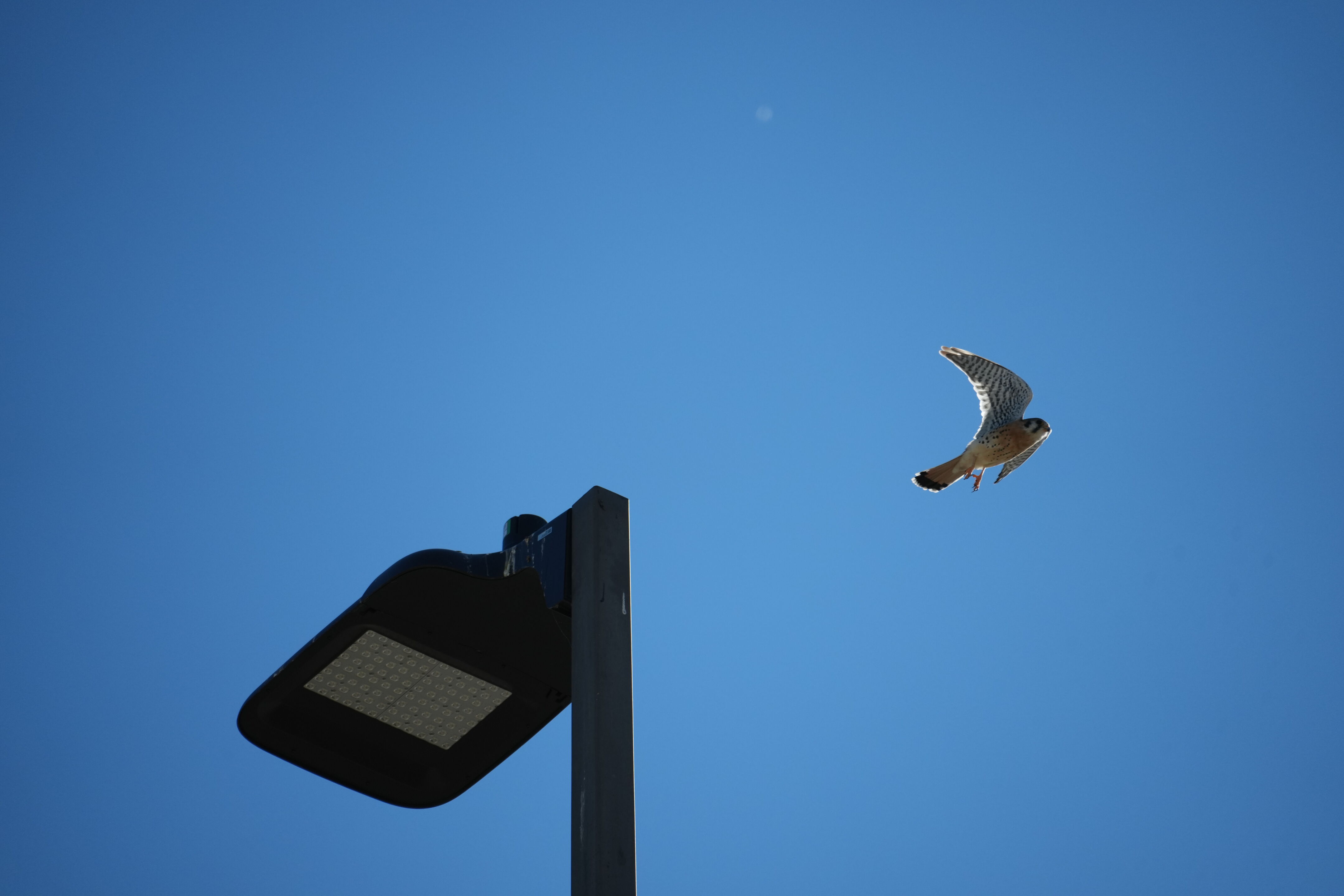 Lower Guadalupe River Trail North