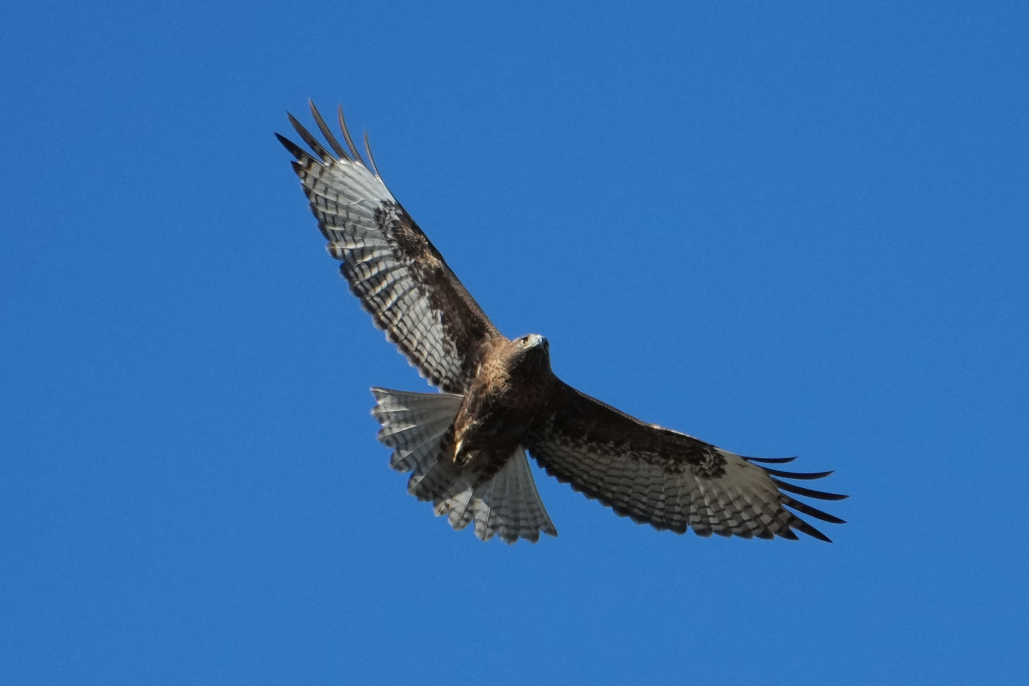 Lower Guadalupe River Trail North