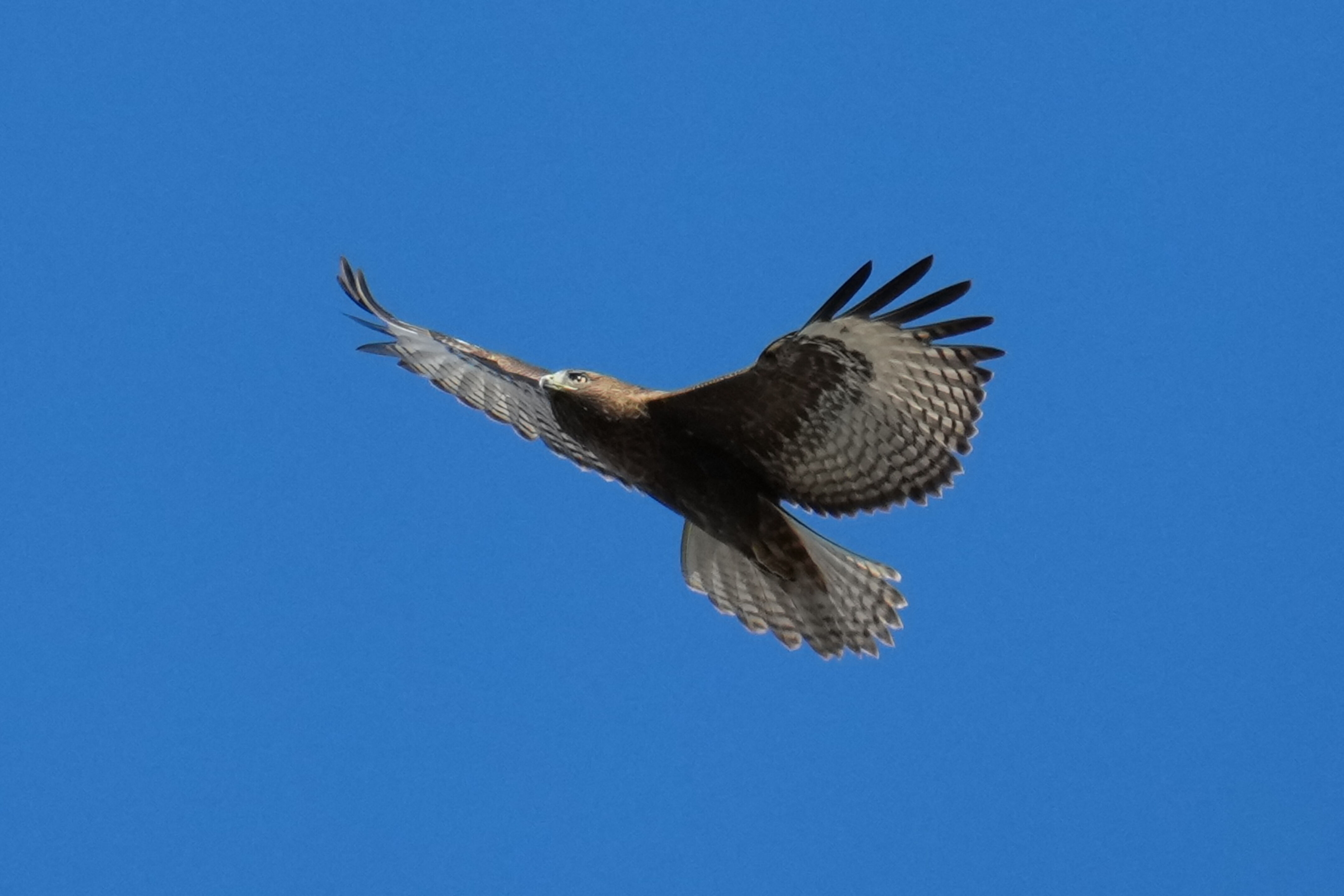 Lower Guadalupe River Trail North
