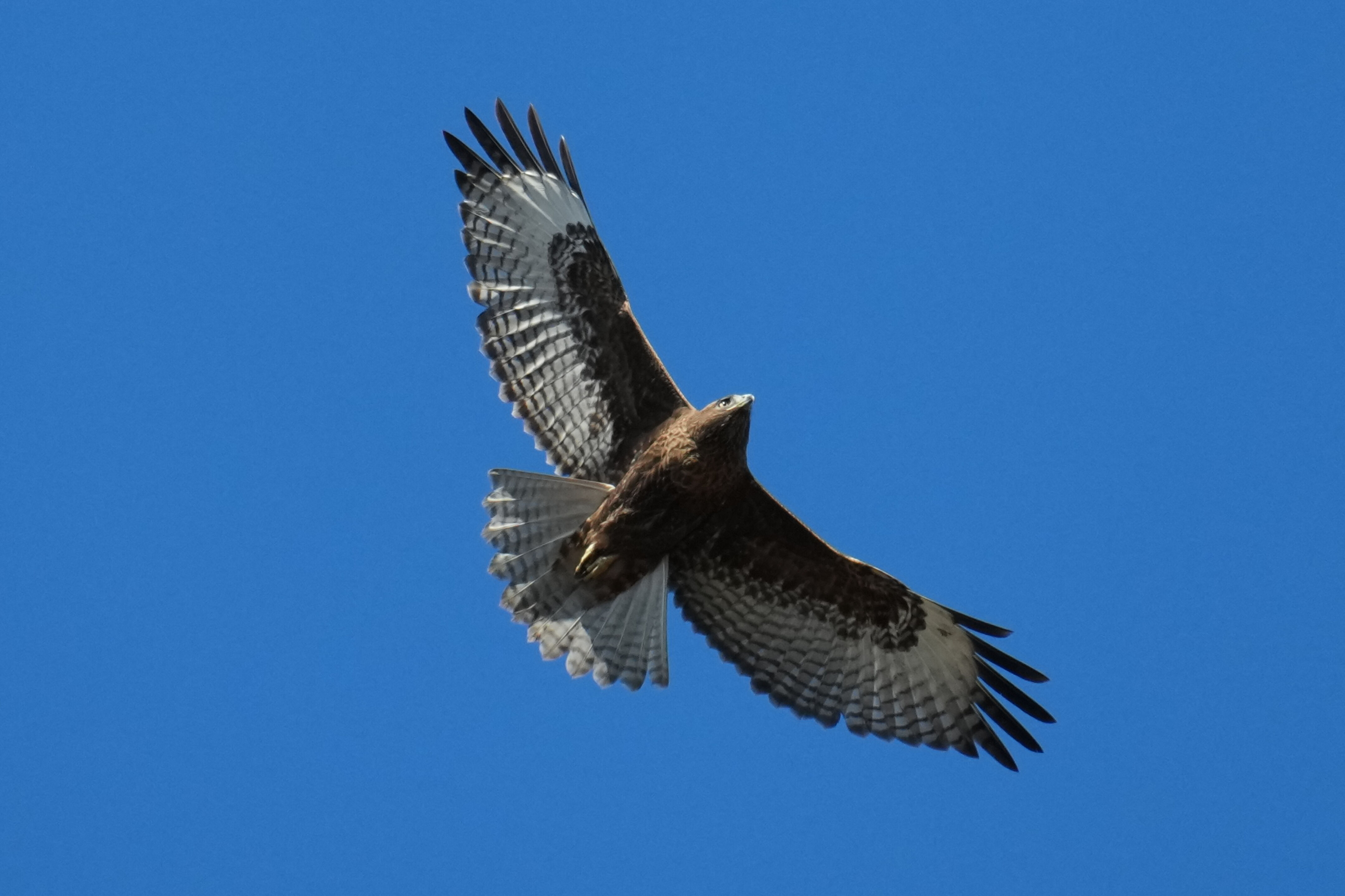 Lower Guadalupe River Trail North