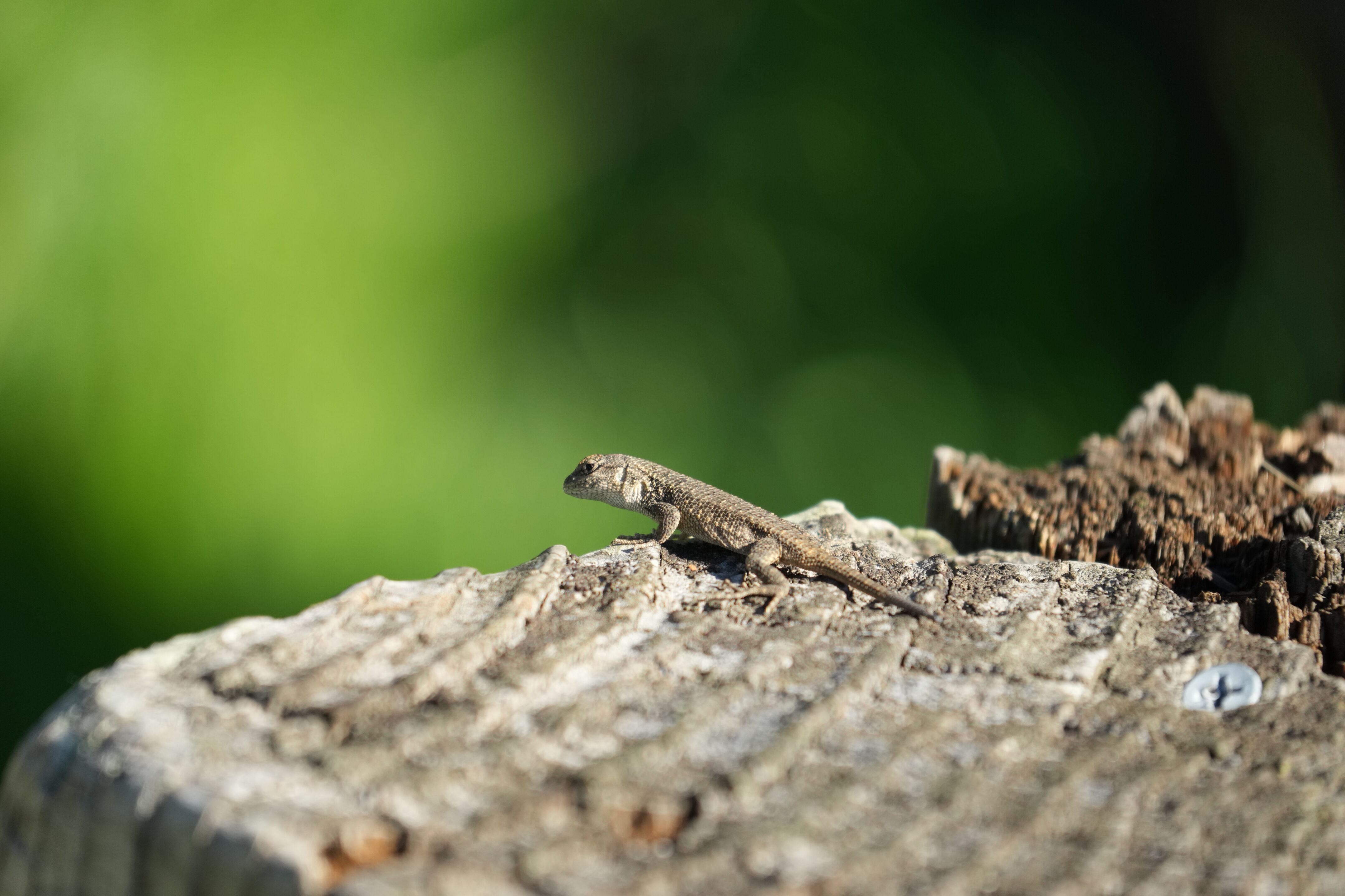 Lower Guadalupe River Trail North