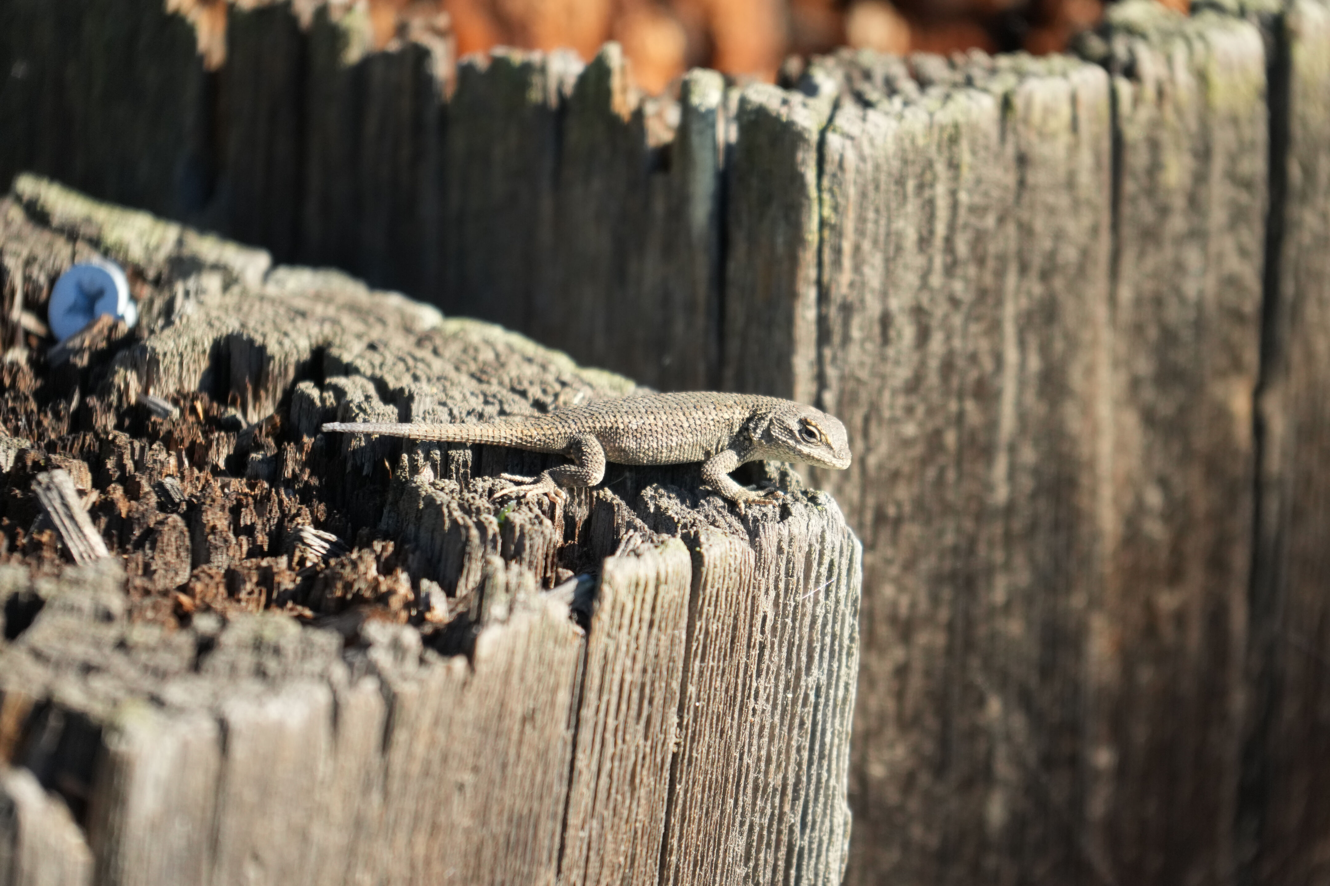 Lower Guadalupe River Trail North