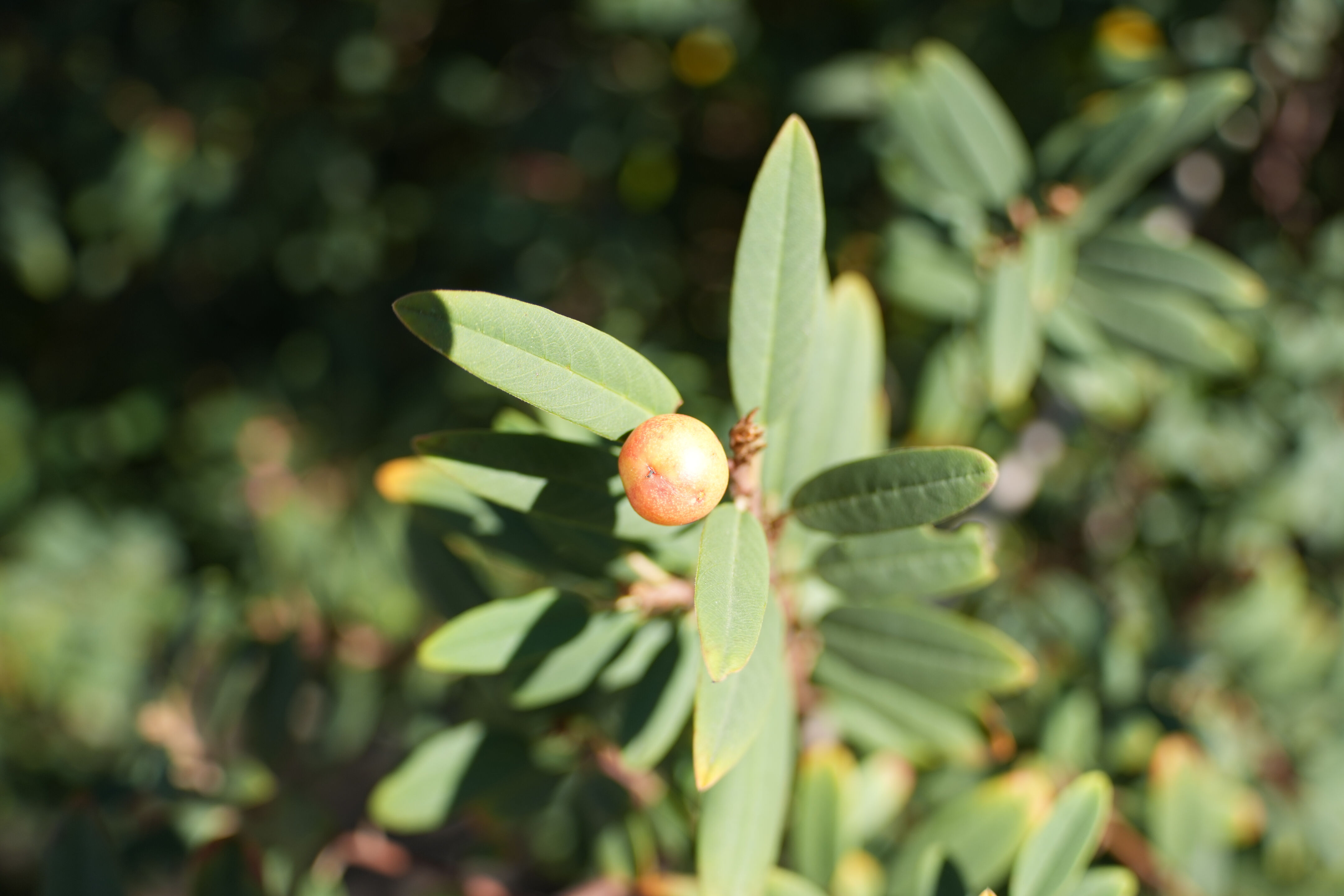 Lower Guadalupe River Trail North