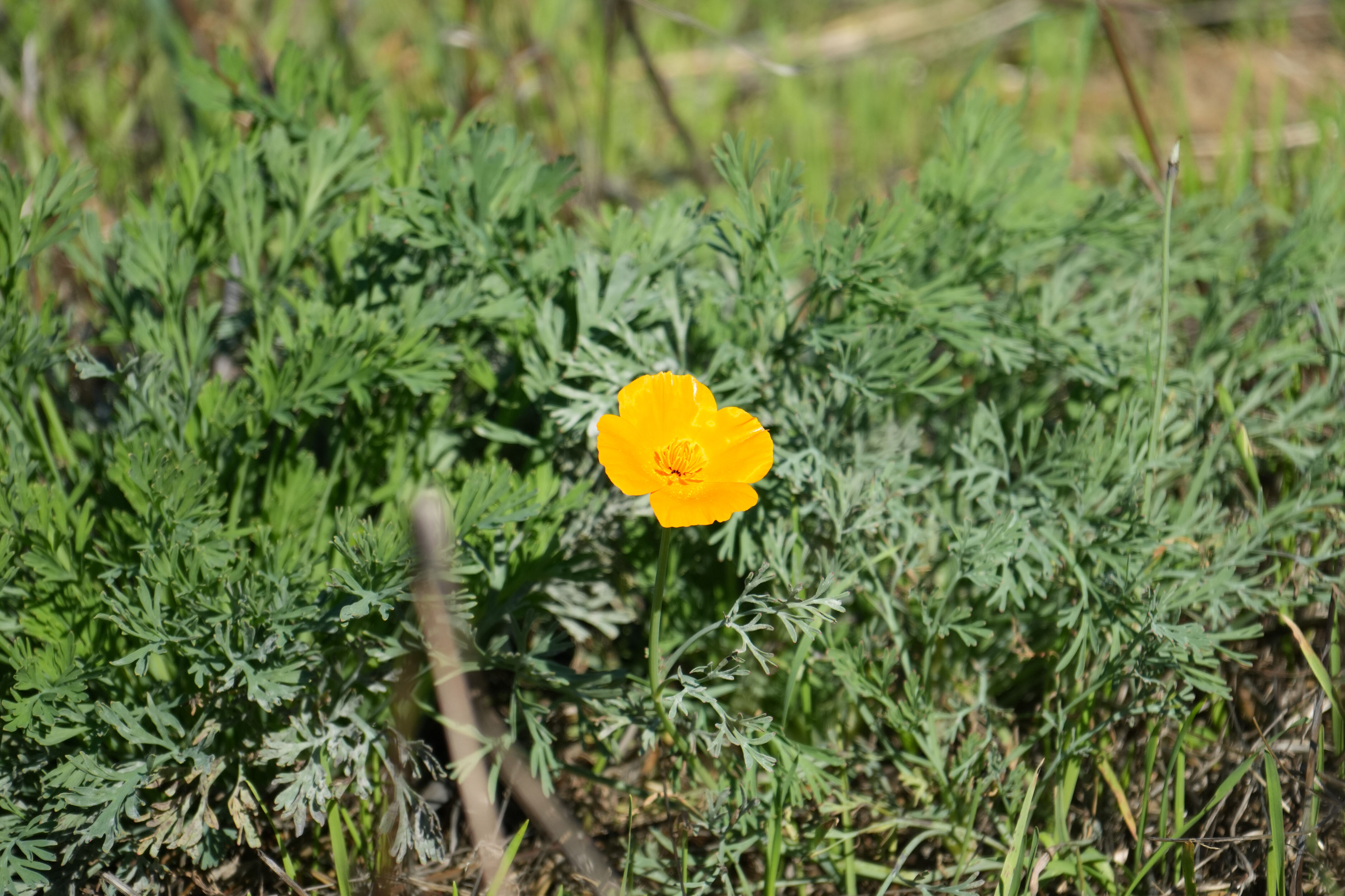 Lower Guadalupe River Trail North