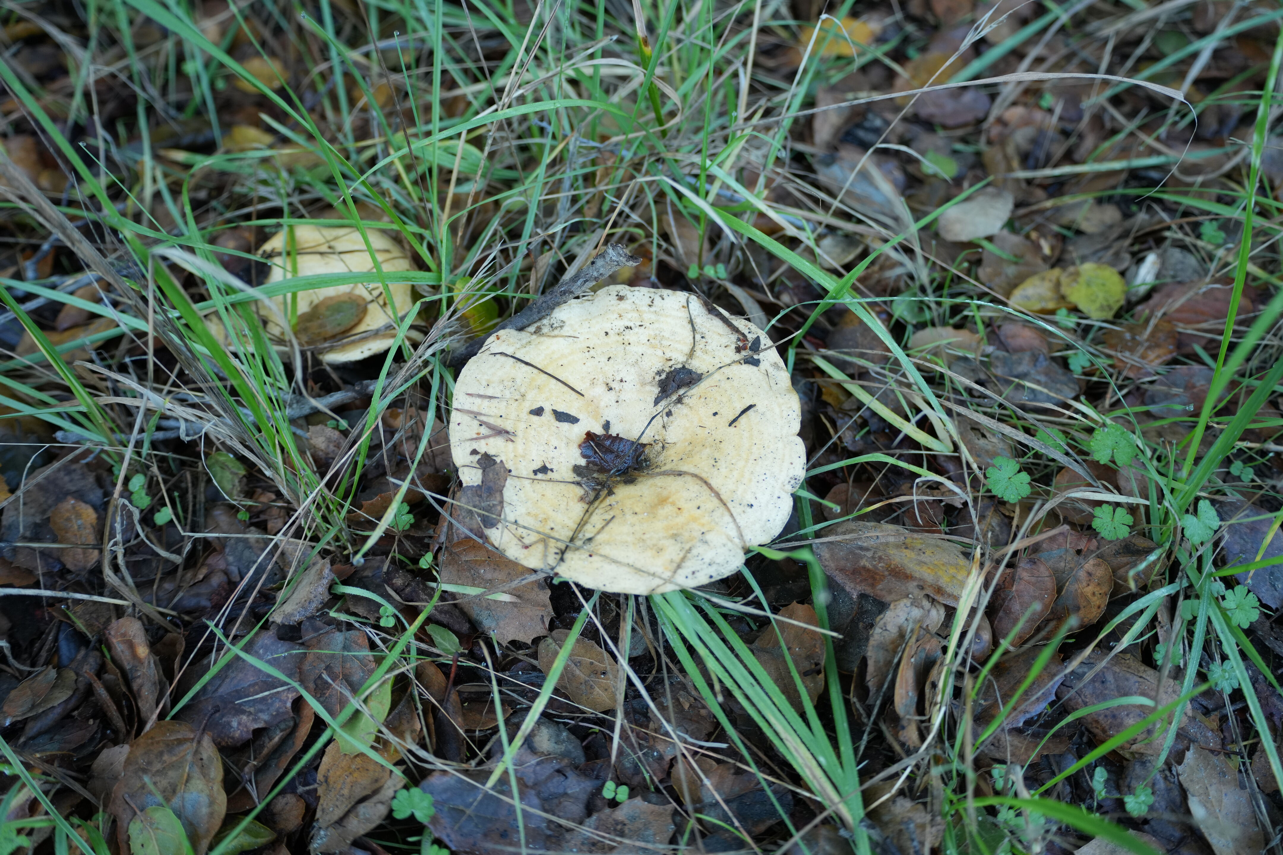 Ulistac Natural Area