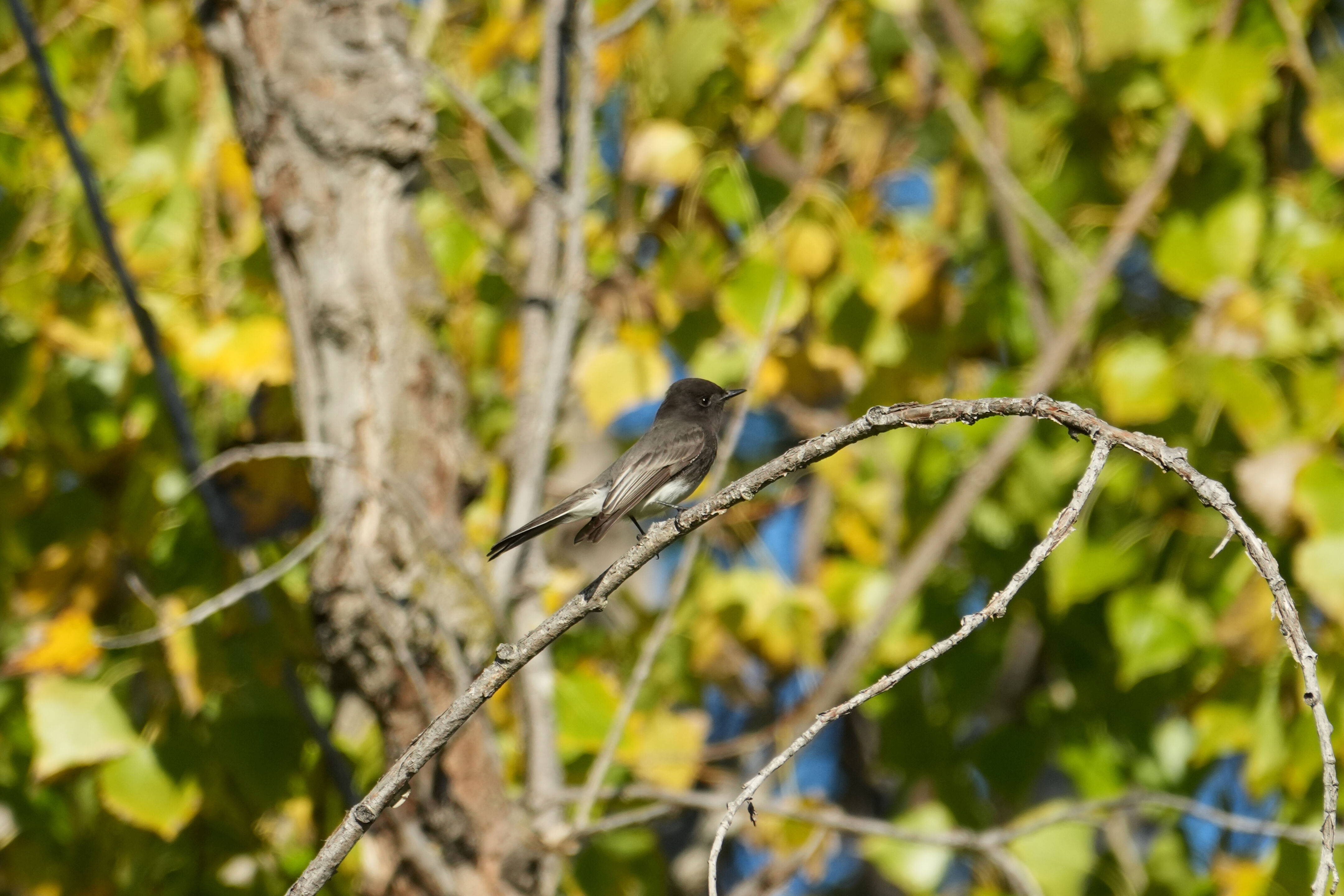 Ulistac Natural Area